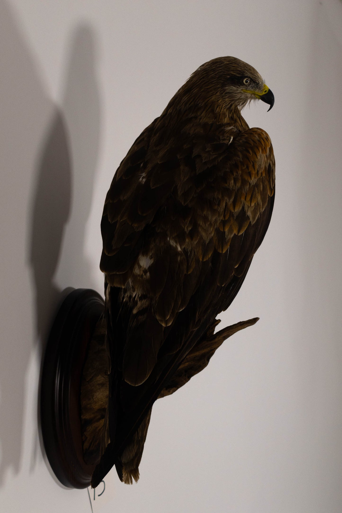Black Kite Taxidermy Wall Mount For Sale