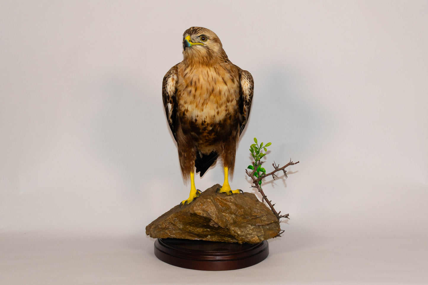 Red Kite Taxidermy Stand Mount For Sale