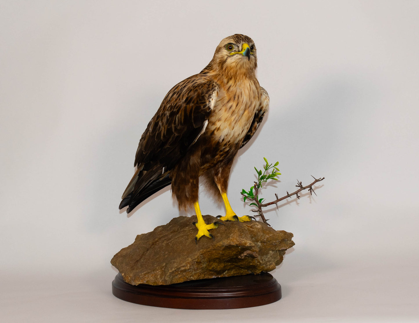 Red Kite Taxidermy Stand Mount For Sale