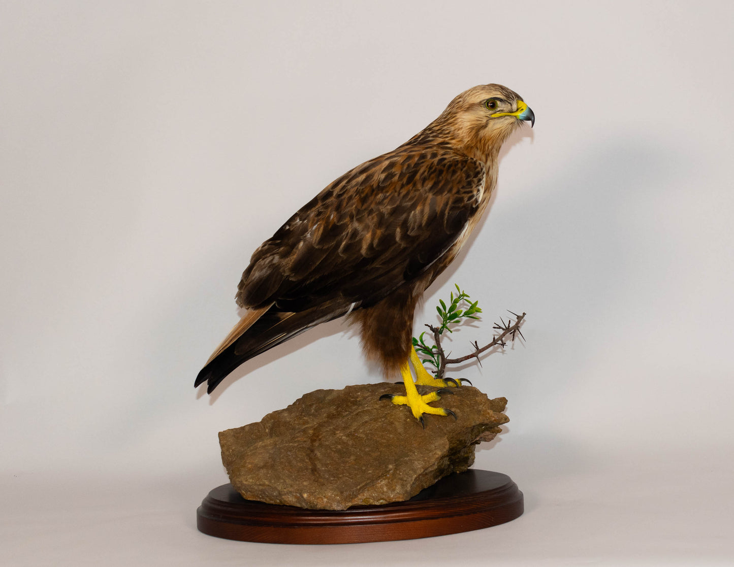 Red Kite Taxidermy Stand Mount For Sale