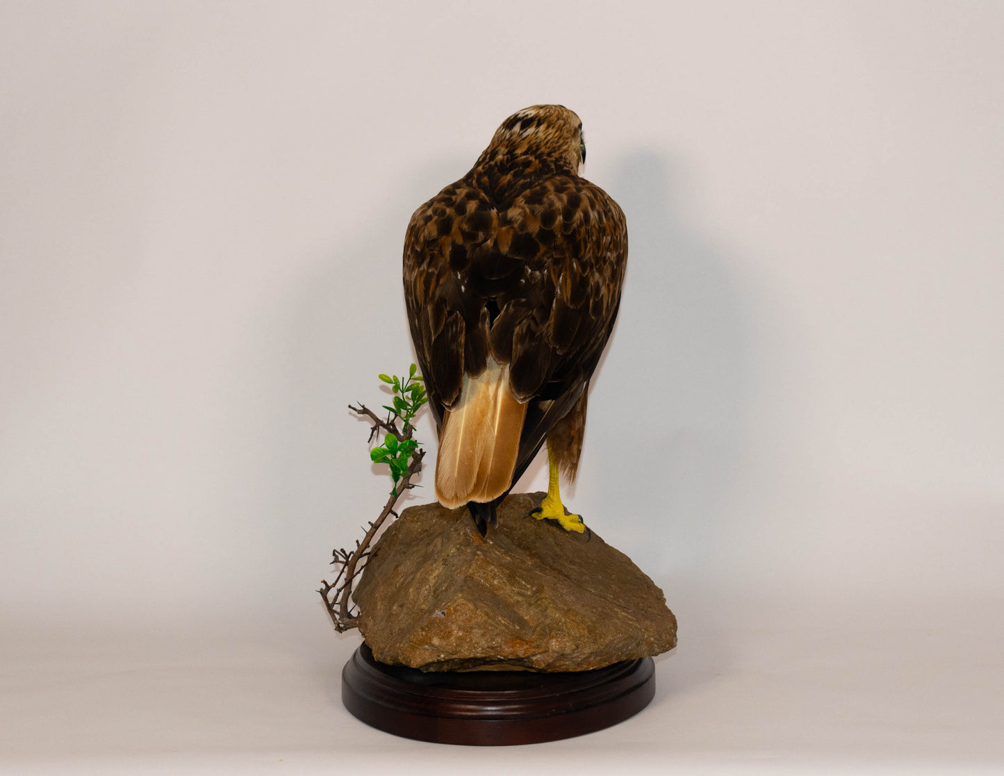 Red Kite Taxidermy Stand Mount For Sale