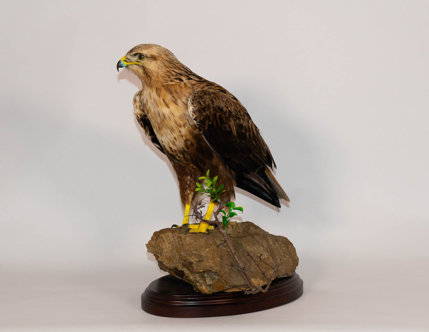 Red Kite Taxidermy Stand Mount For Sale