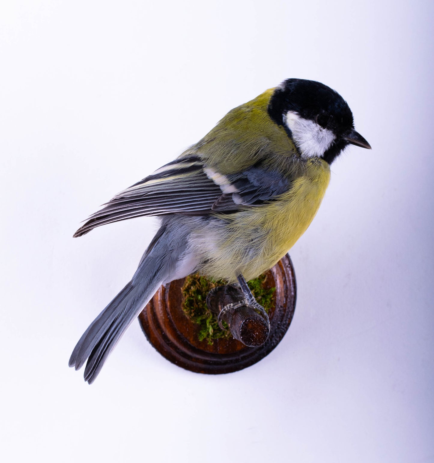 Mésange Charbonnière Empaillée Murale À Vendre