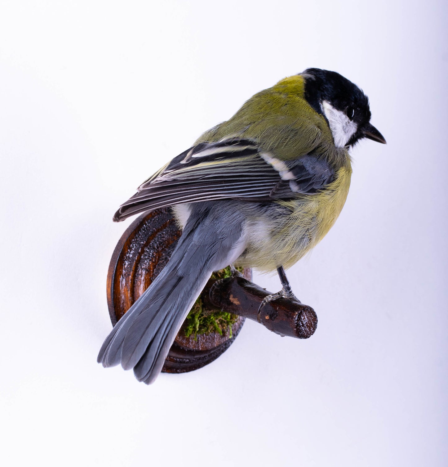 Mésange Charbonnière Empaillée Murale À Vendre