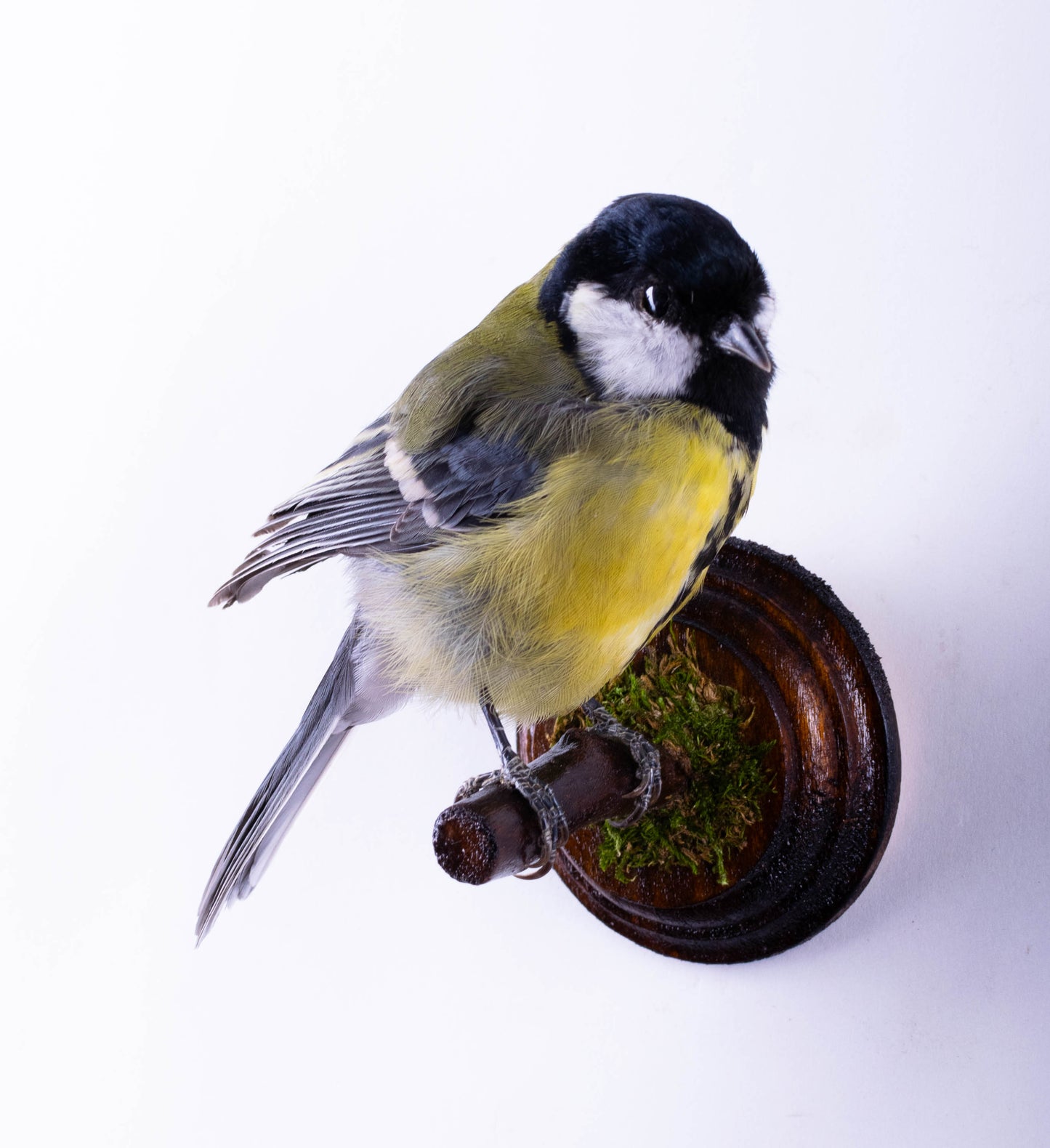 Mésange Charbonnière Empaillée Murale À Vendre