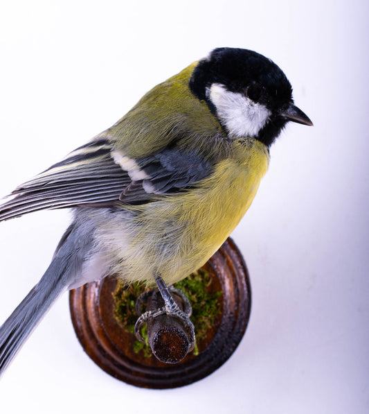 Mésange Charbonnière Empaillée Murale À Vendre