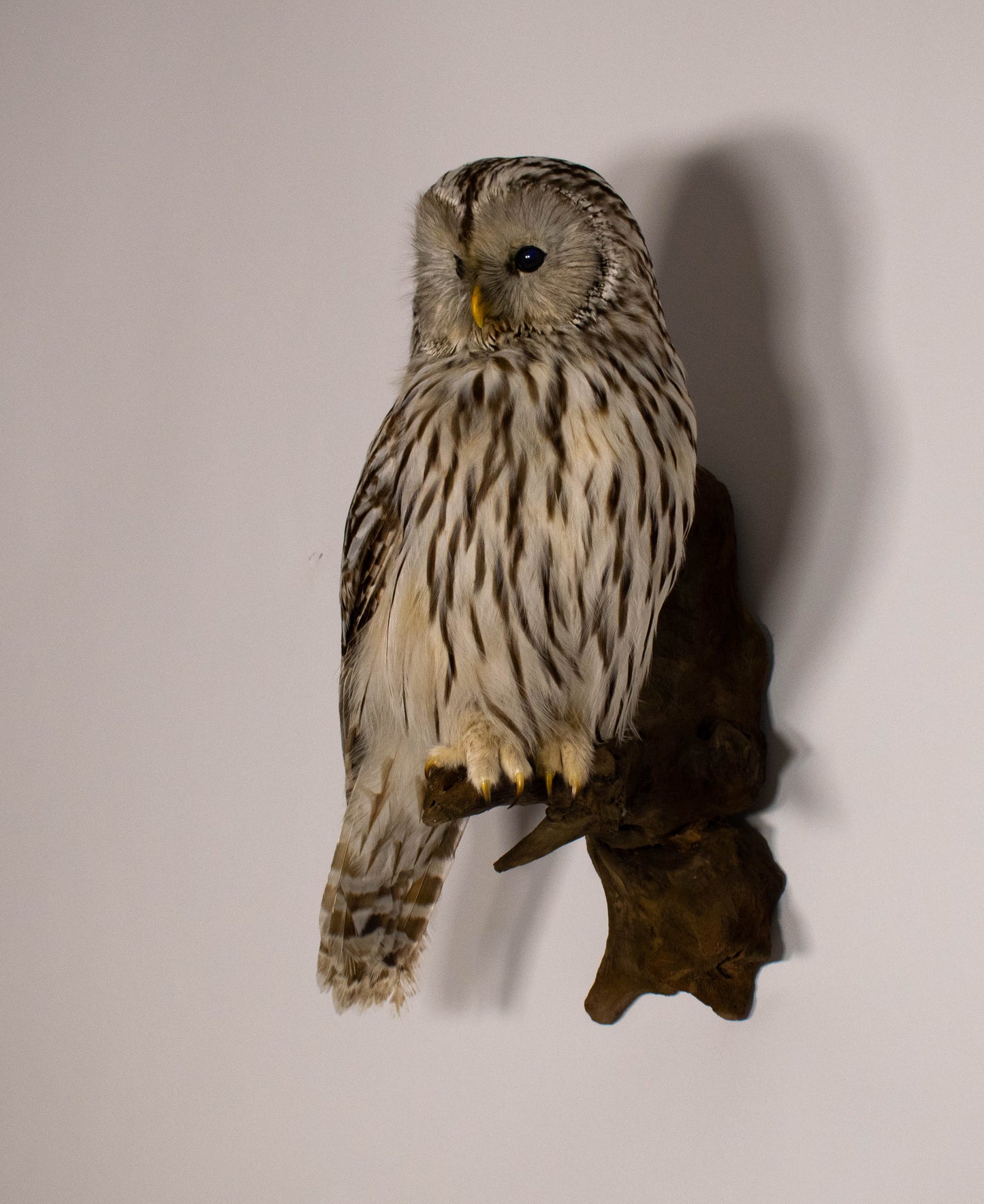 Ural Owl Taxidermy Wall Mount For Sale