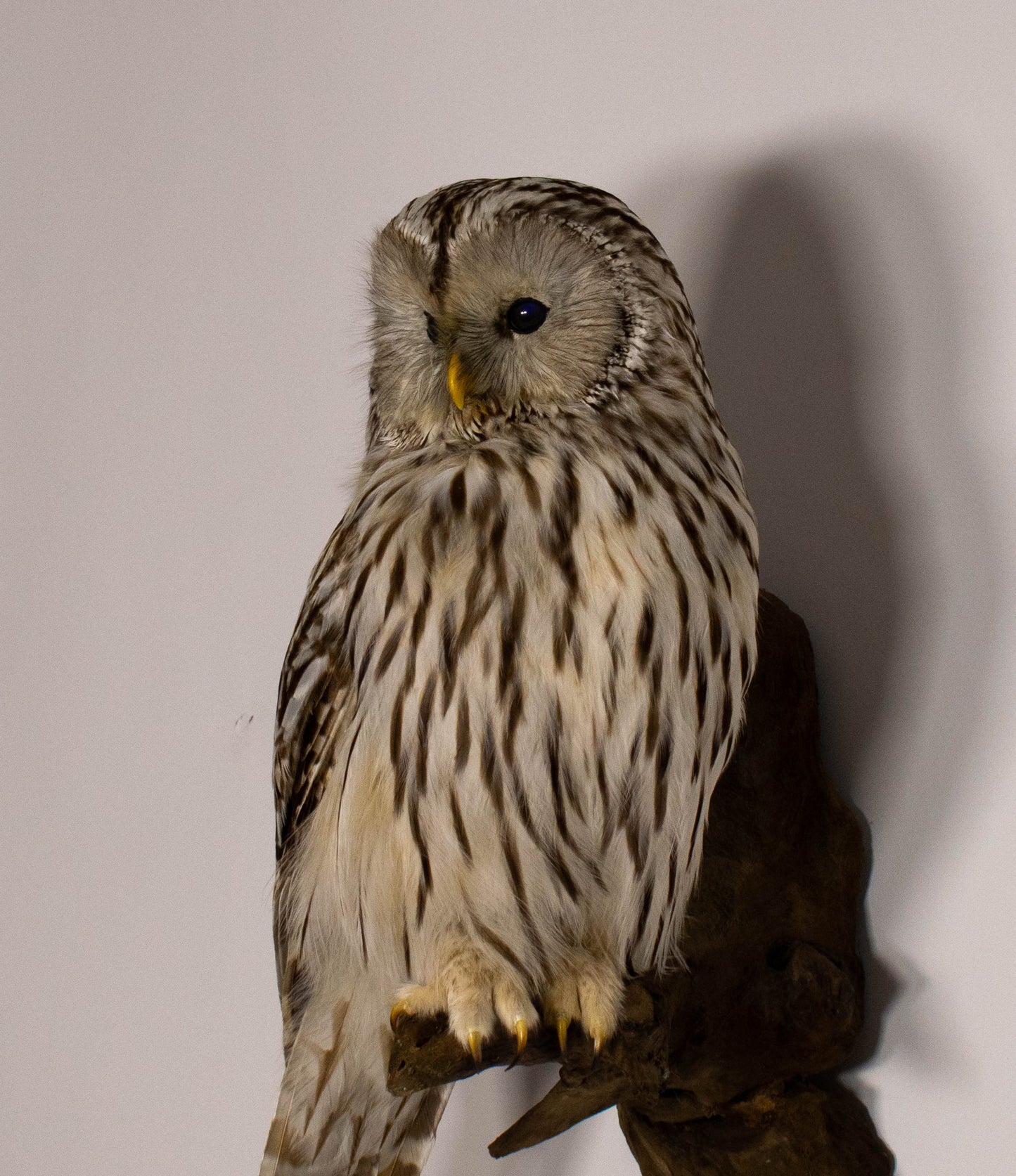 Ural Owl Taxidermy Wall Mount For Sale