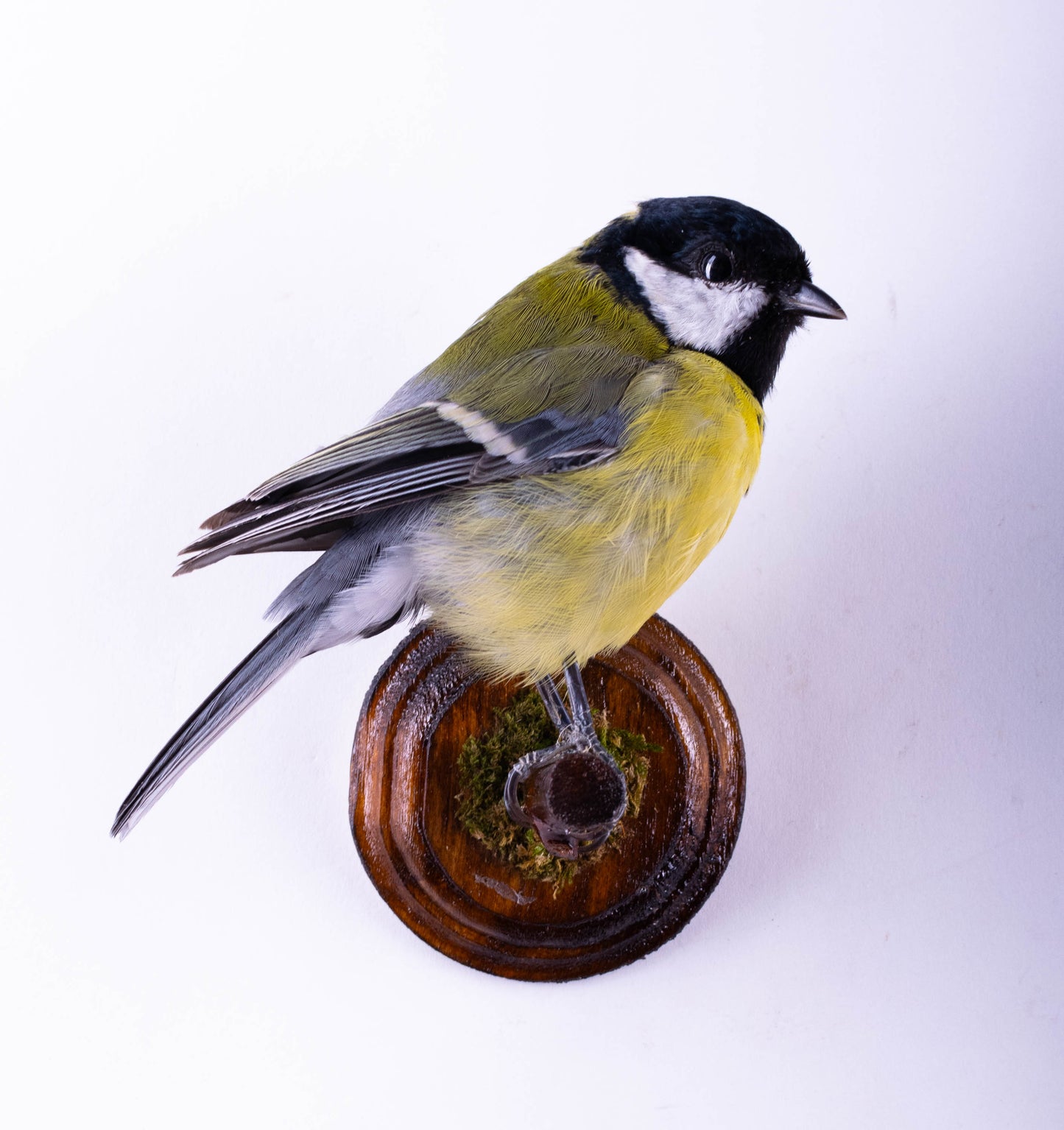 Great Tit Taxidermy Wall Mount For Sale