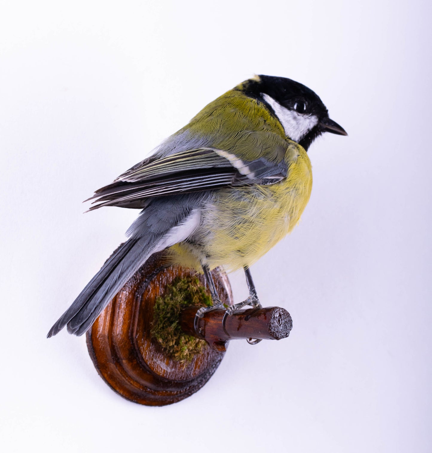Great Tit Taxidermy Wall Mount For Sale