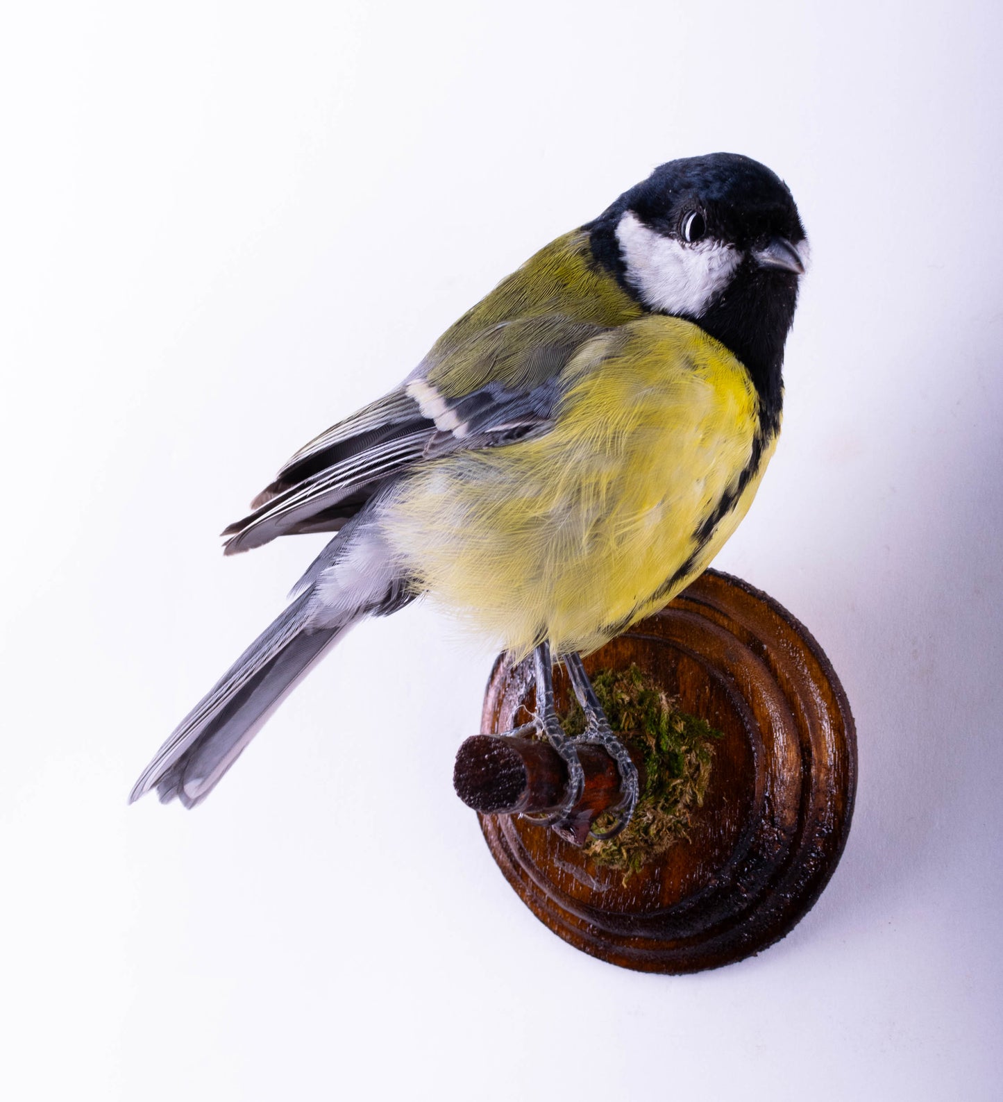 Great Tit Taxidermy Wall Mount For Sale