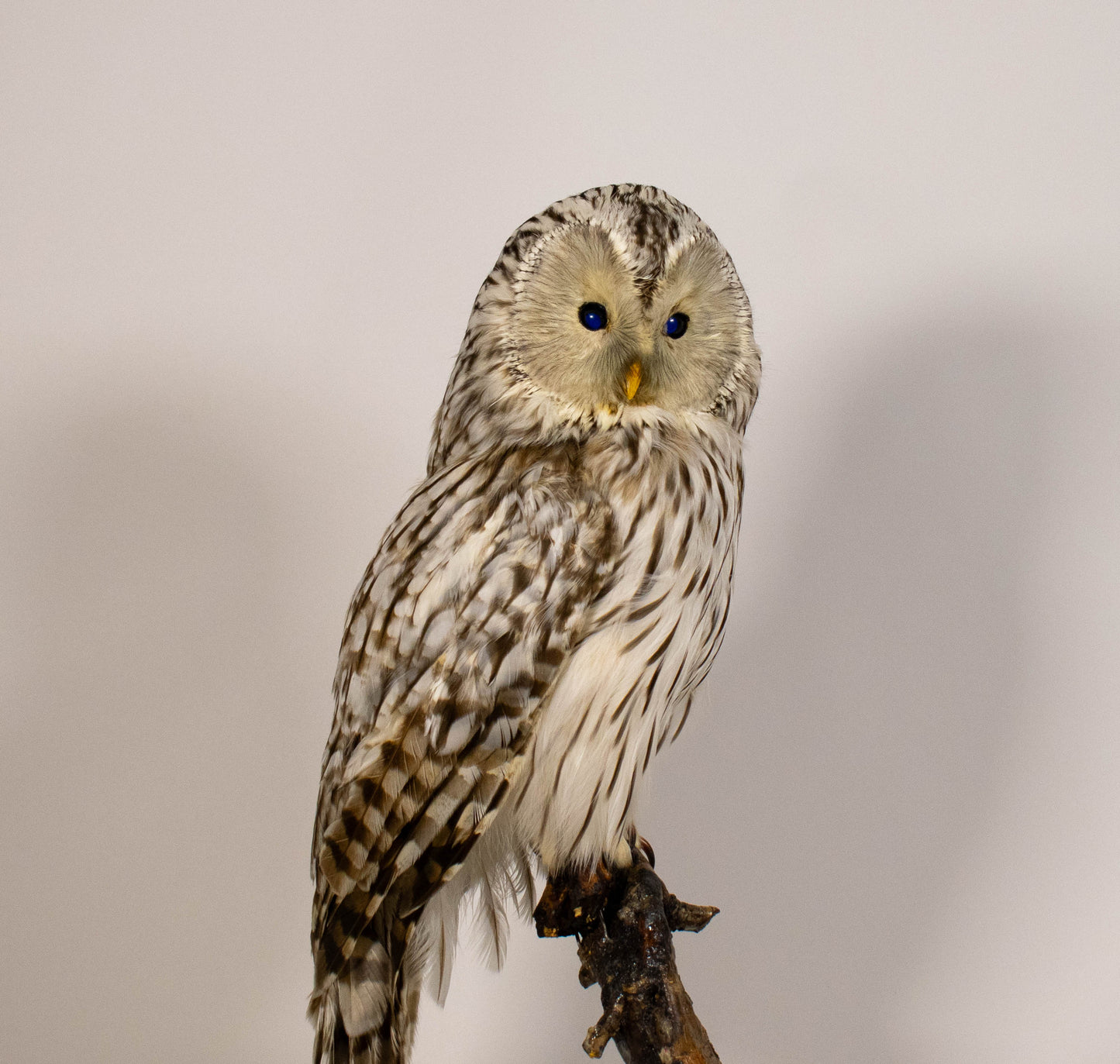Hibou moyen-duc naturalisé pour fixation murale à vendre