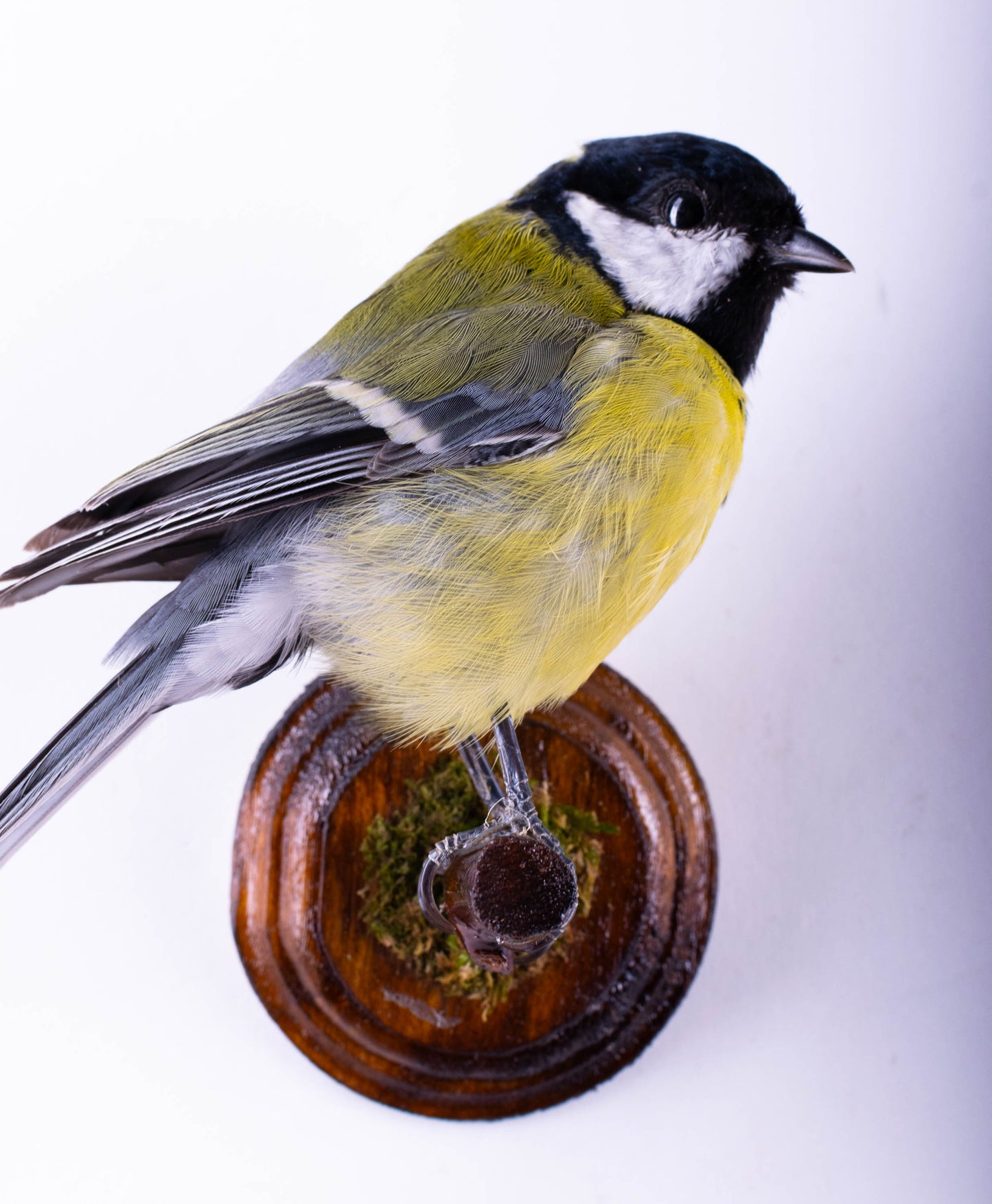 Great Tit Taxidermy Wall Mount For Sale