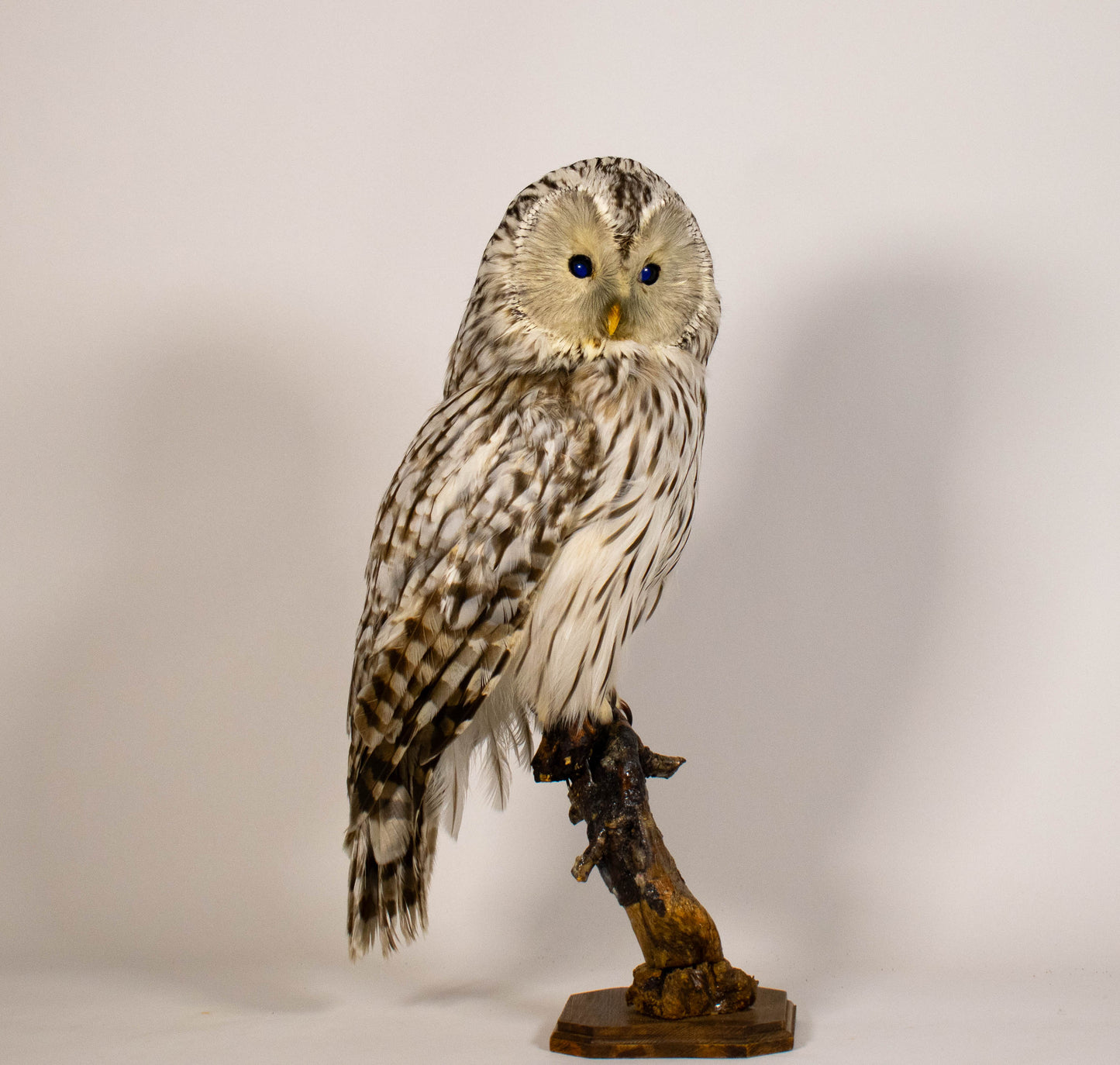 Hibou moyen-duc naturalisé pour fixation murale à vendre