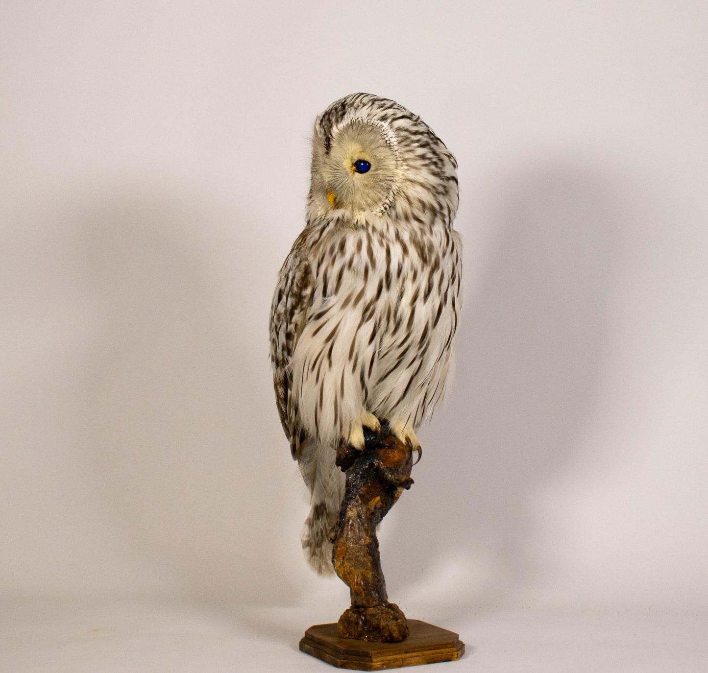 Hibou moyen-duc naturalisé pour fixation murale à vendre