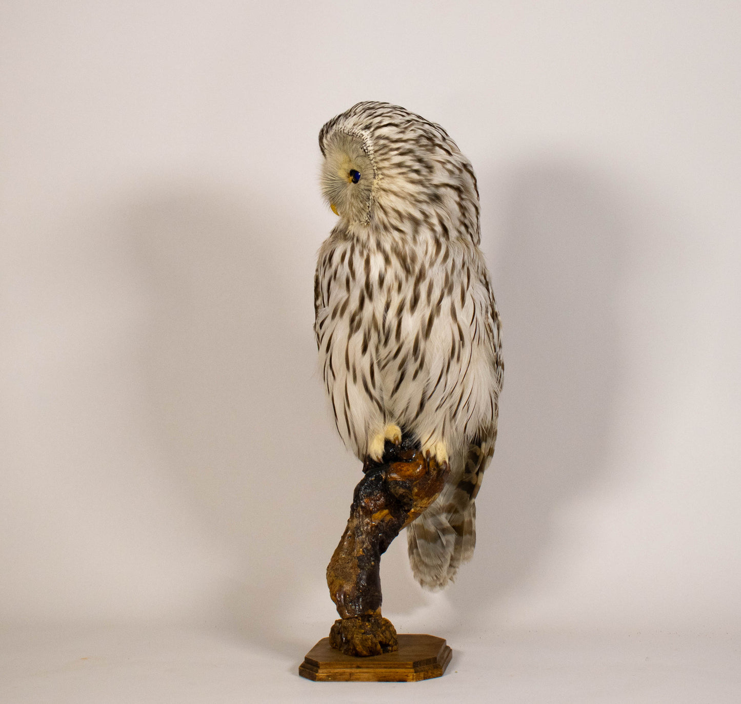 Hibou moyen-duc naturalisé pour fixation murale à vendre
