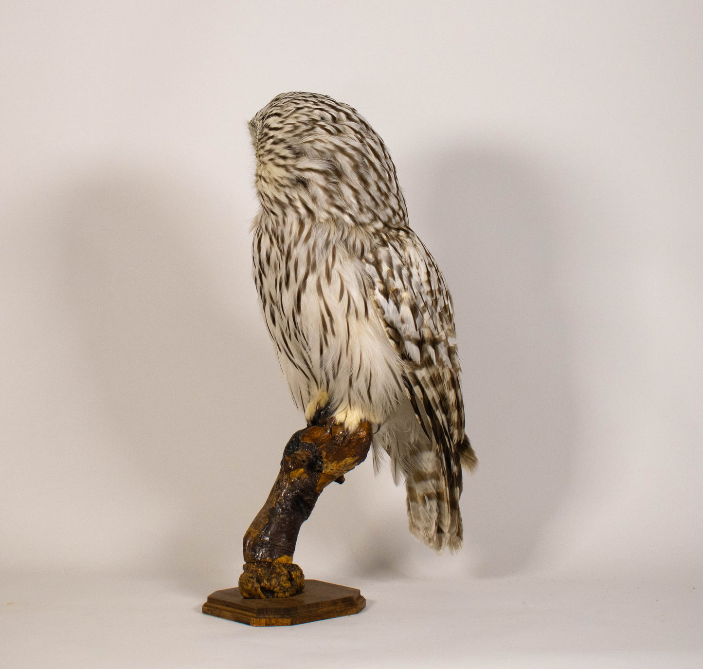 Hibou moyen-duc naturalisé pour fixation murale à vendre