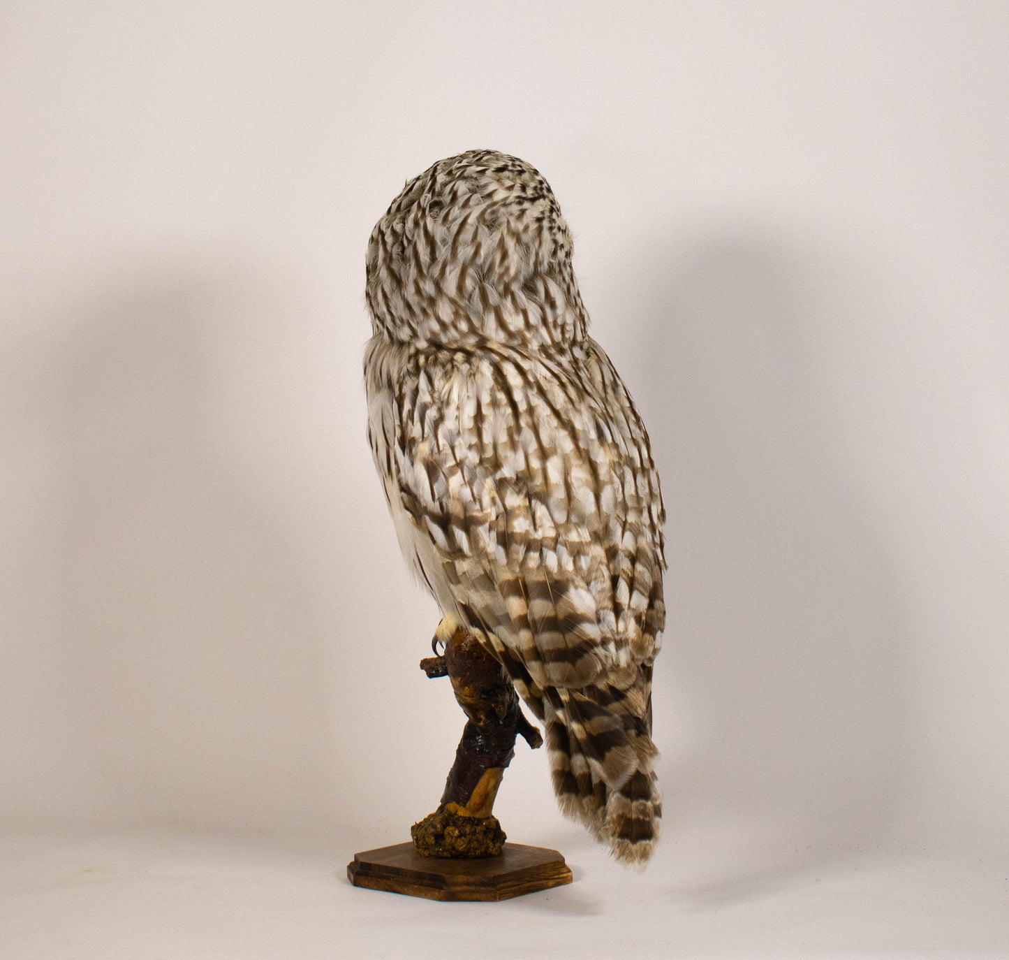 Hibou moyen-duc naturalisé pour fixation murale à vendre