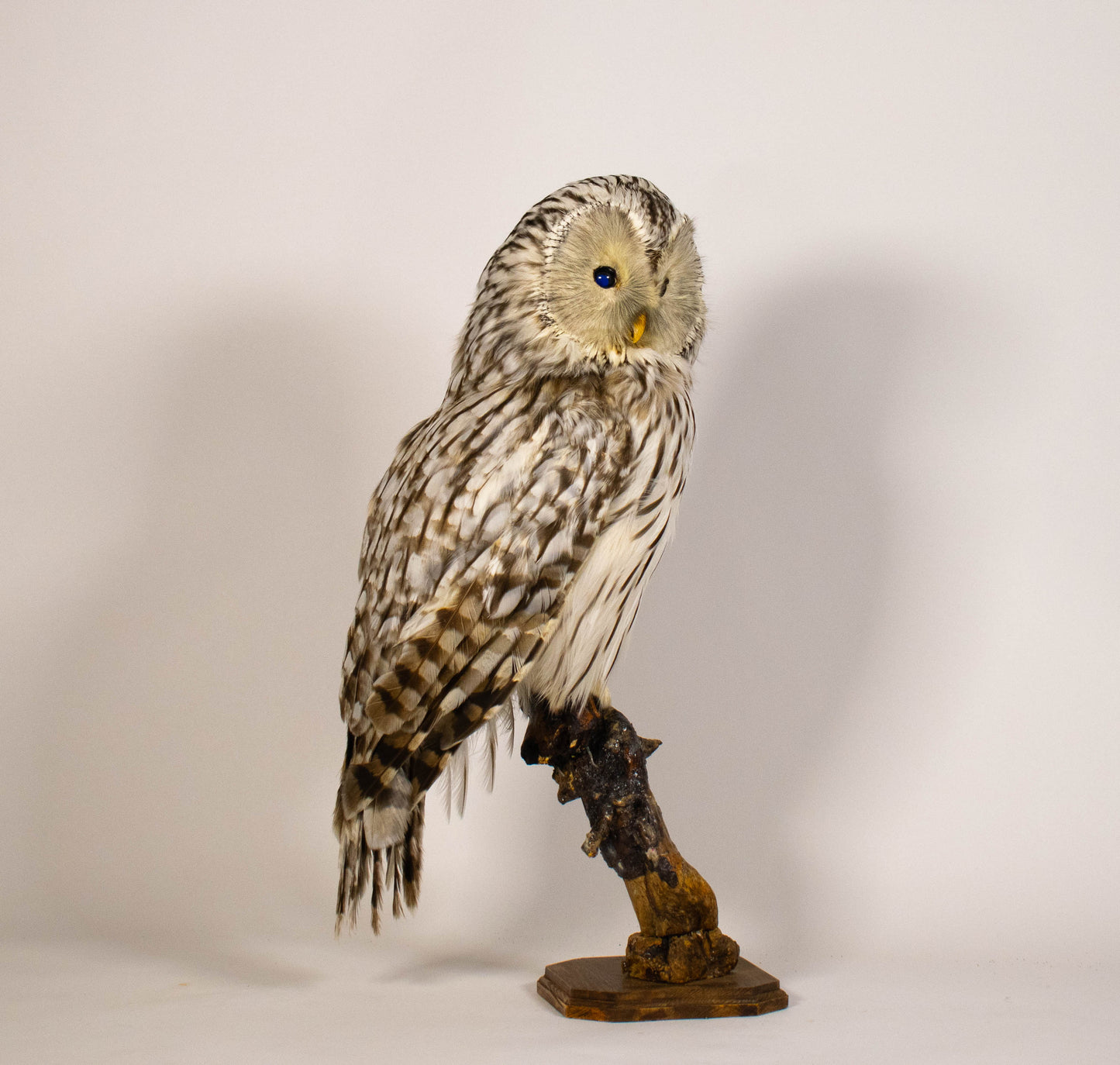 Hibou moyen-duc naturalisé pour fixation murale à vendre