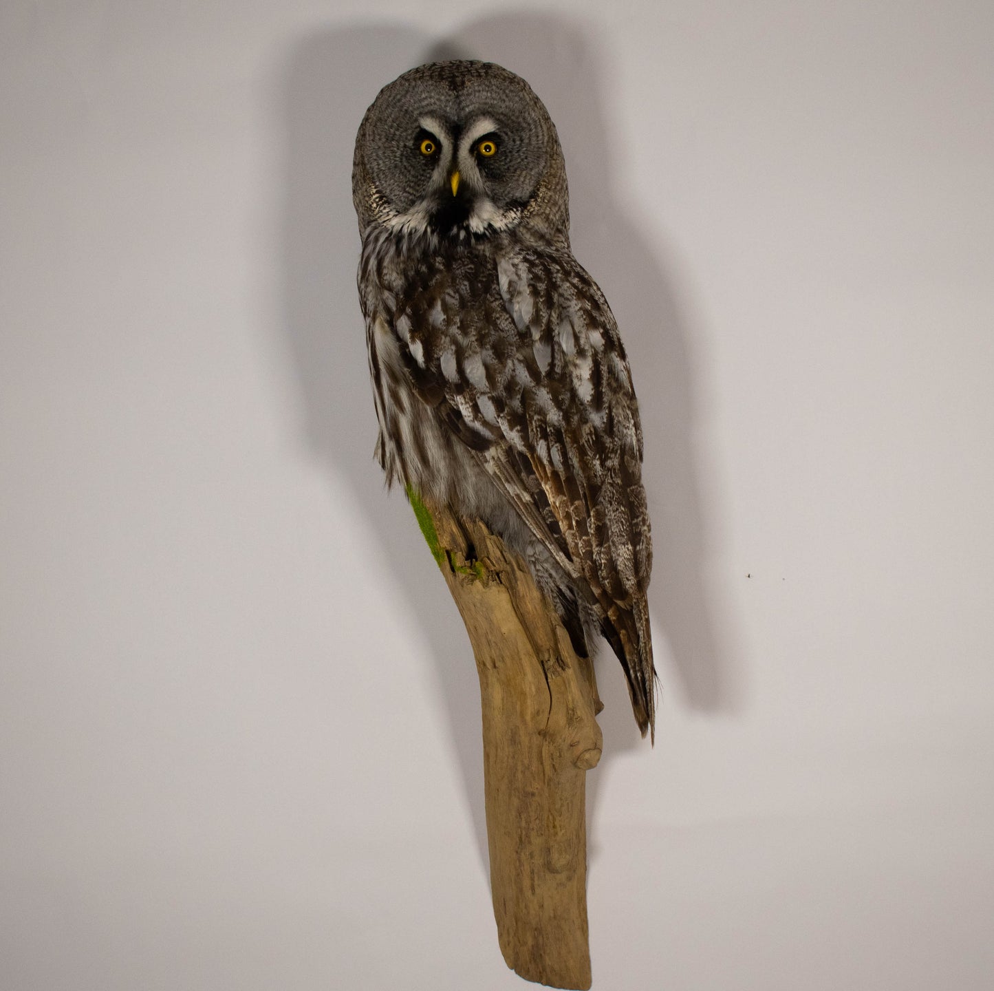 Great Gray Owl Taxidermy Wall Mount For Sale
