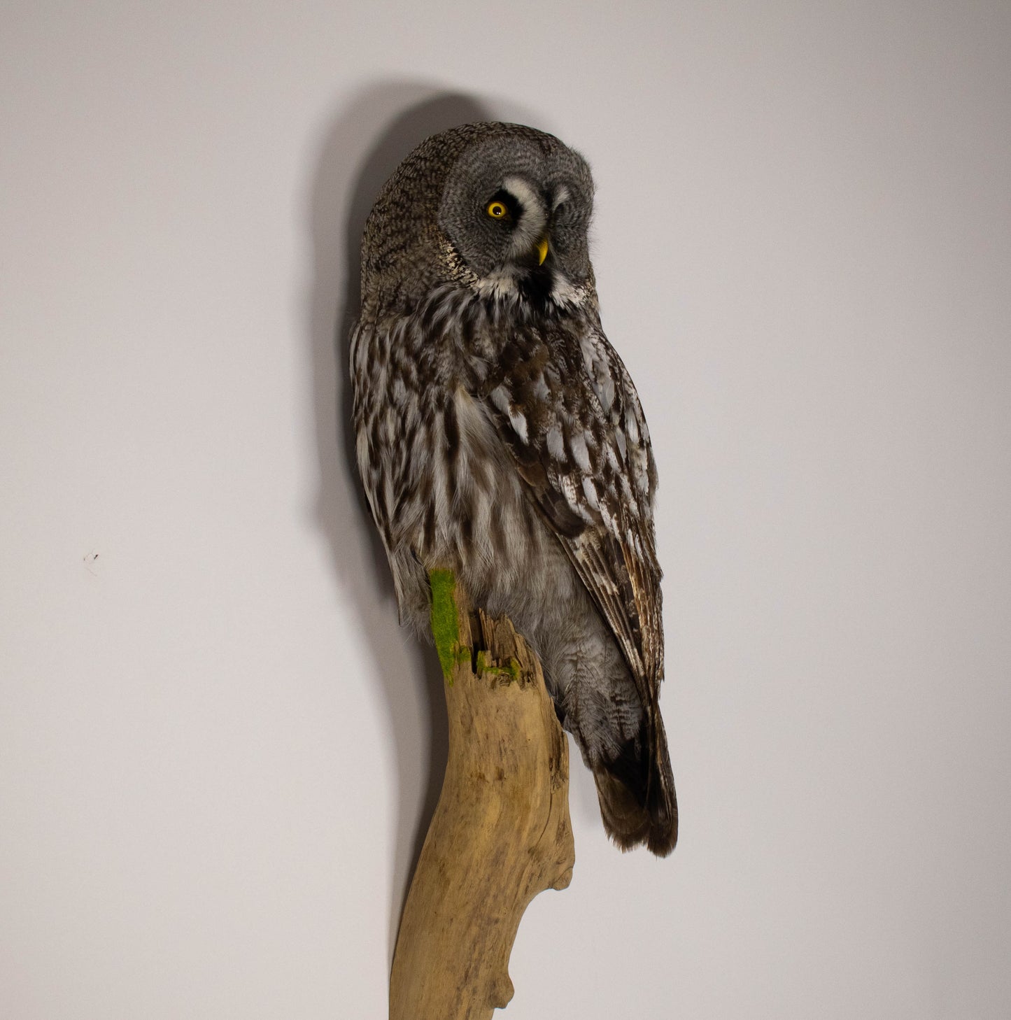 Great Gray Owl Taxidermy Wall Mount For Sale