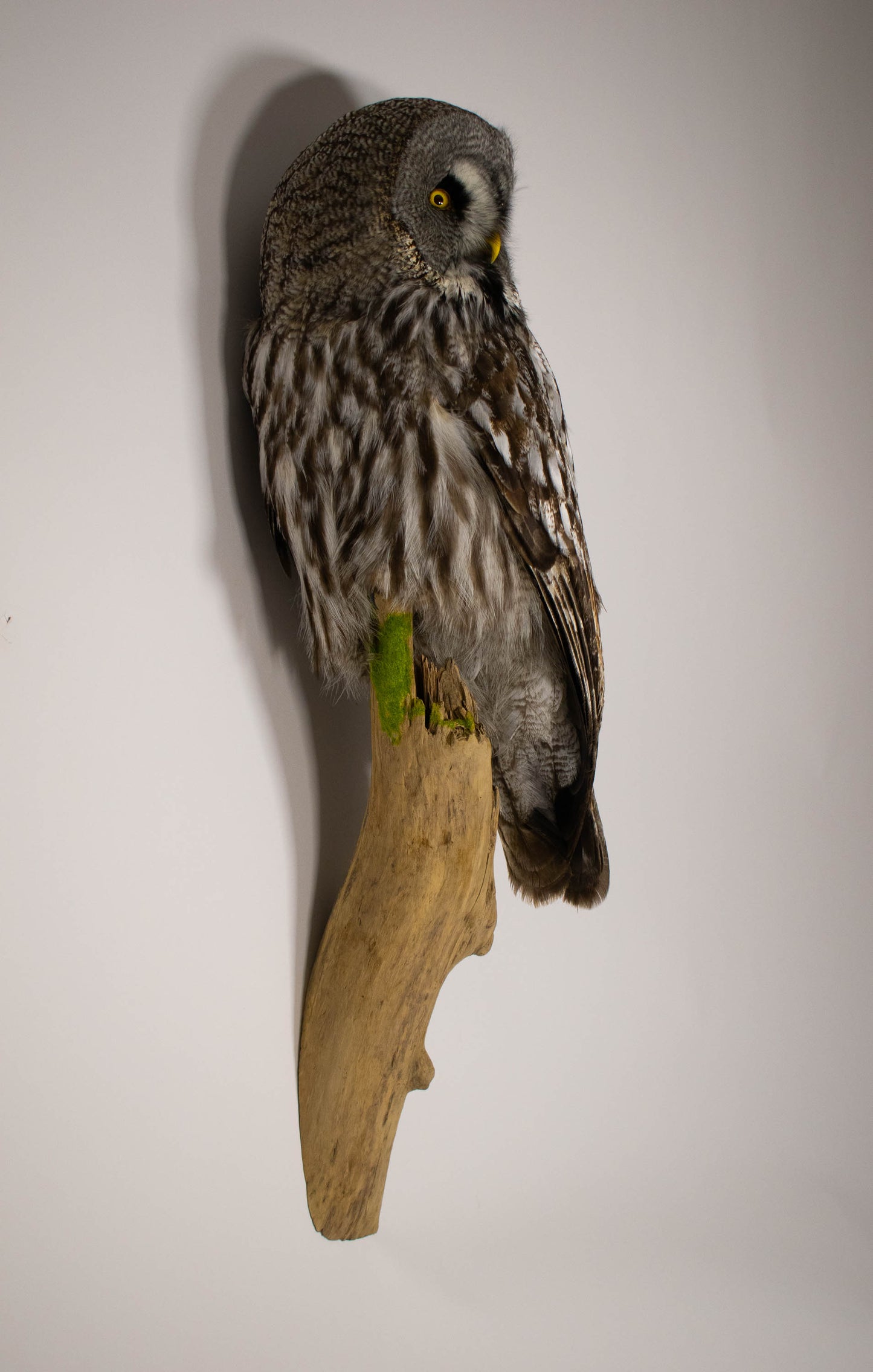 Great Gray Owl Taxidermy Wall Mount For Sale