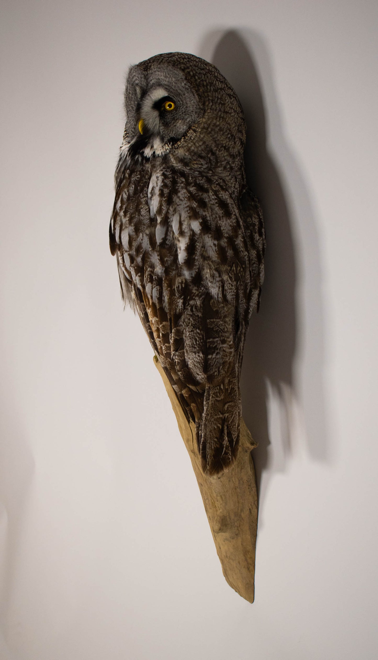 Great Gray Owl Taxidermy Wall Mount For Sale