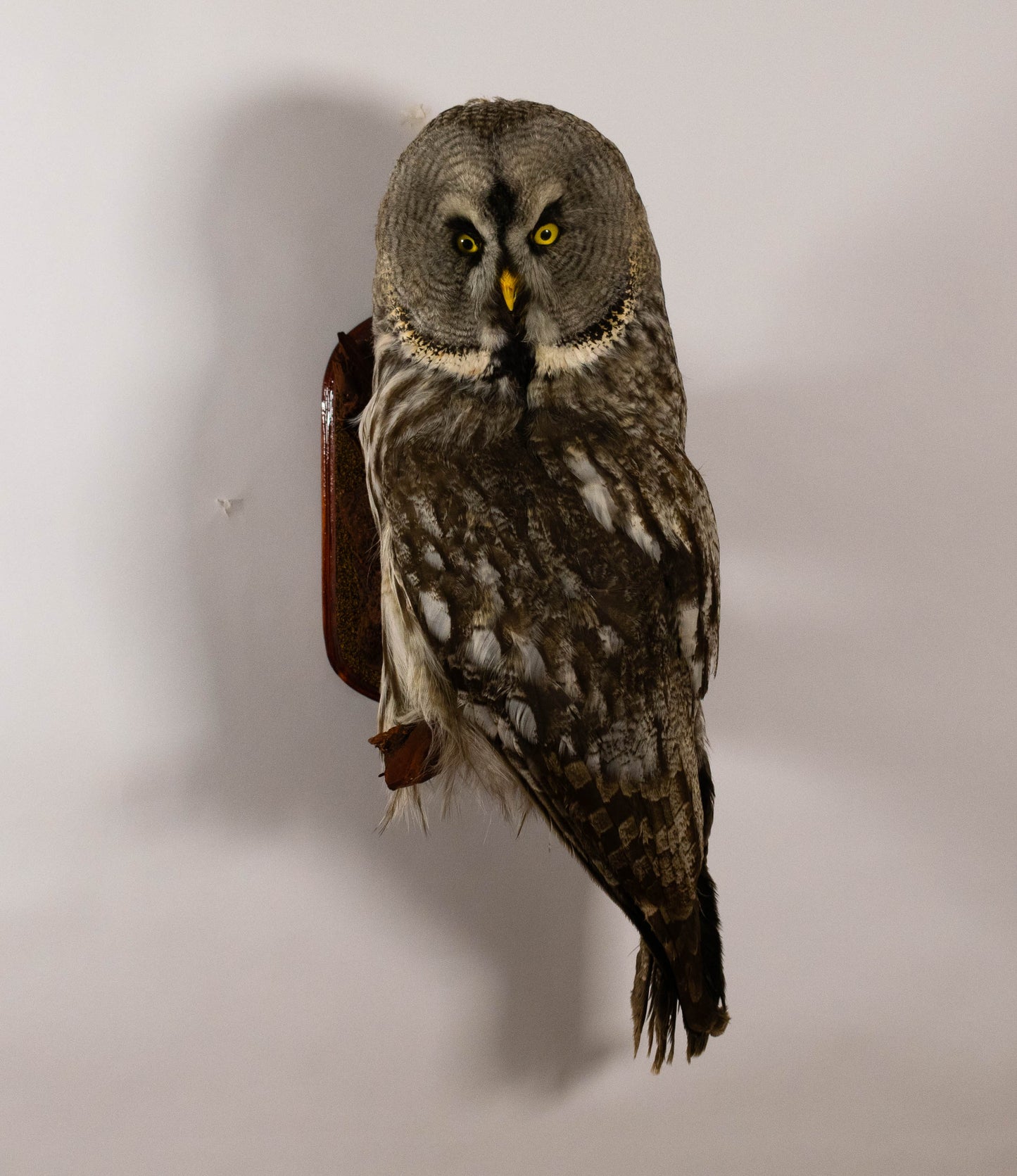 Great Gray Owl Taxidermy Wall Mount For Sale