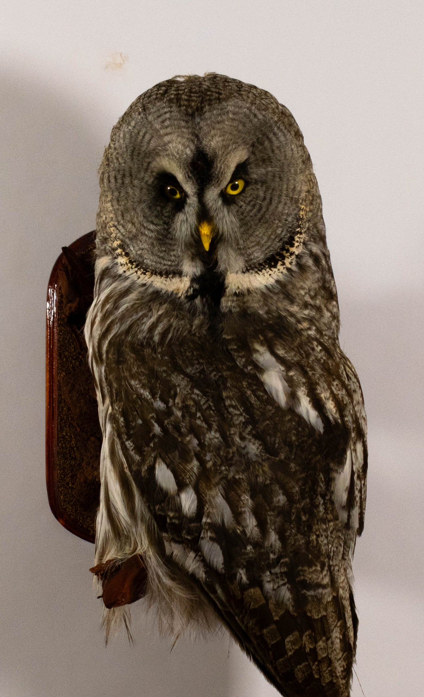 Great Gray Owl Taxidermy Wall Mount For Sale