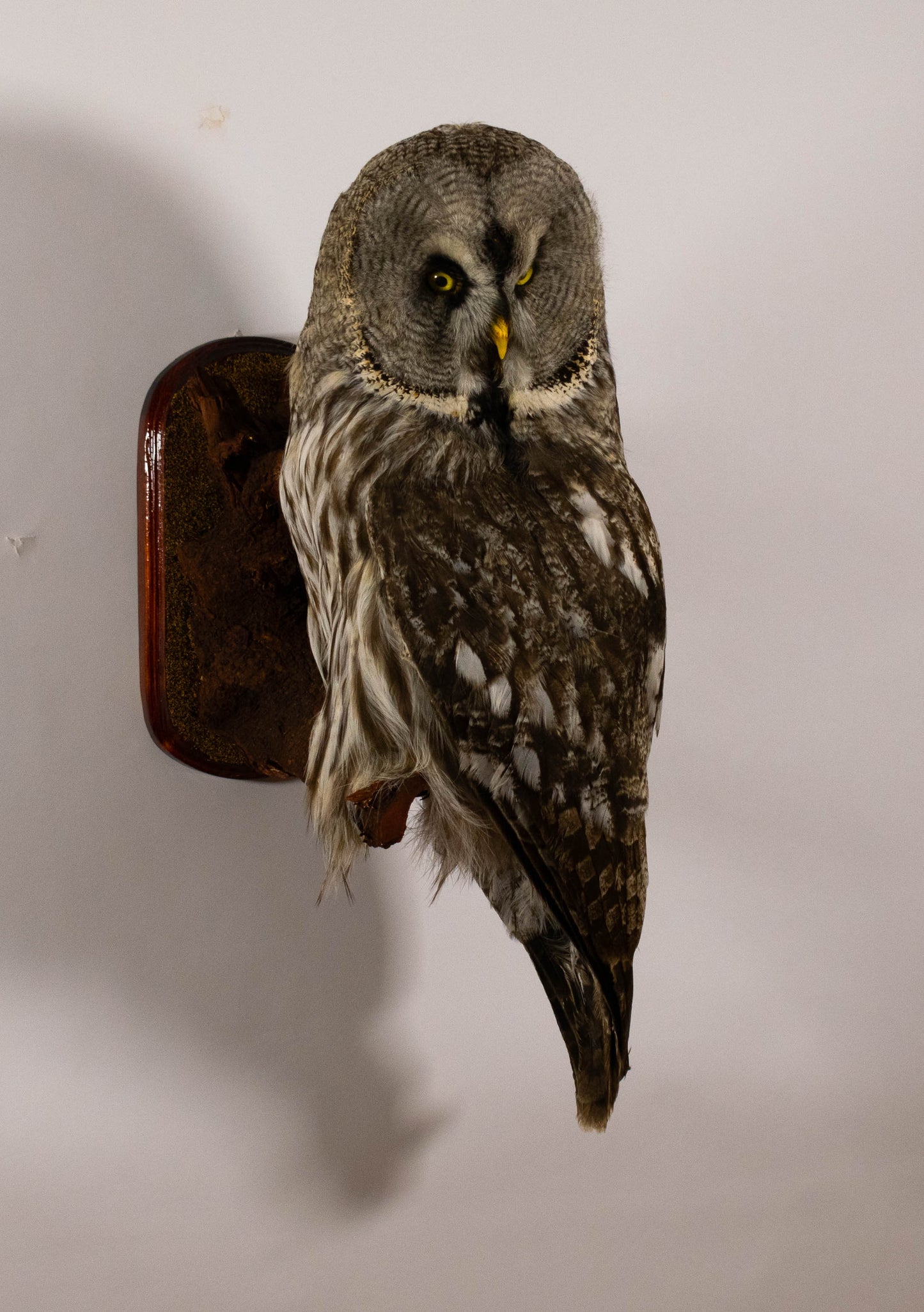 Great Gray Owl Taxidermy Wall Mount For Sale