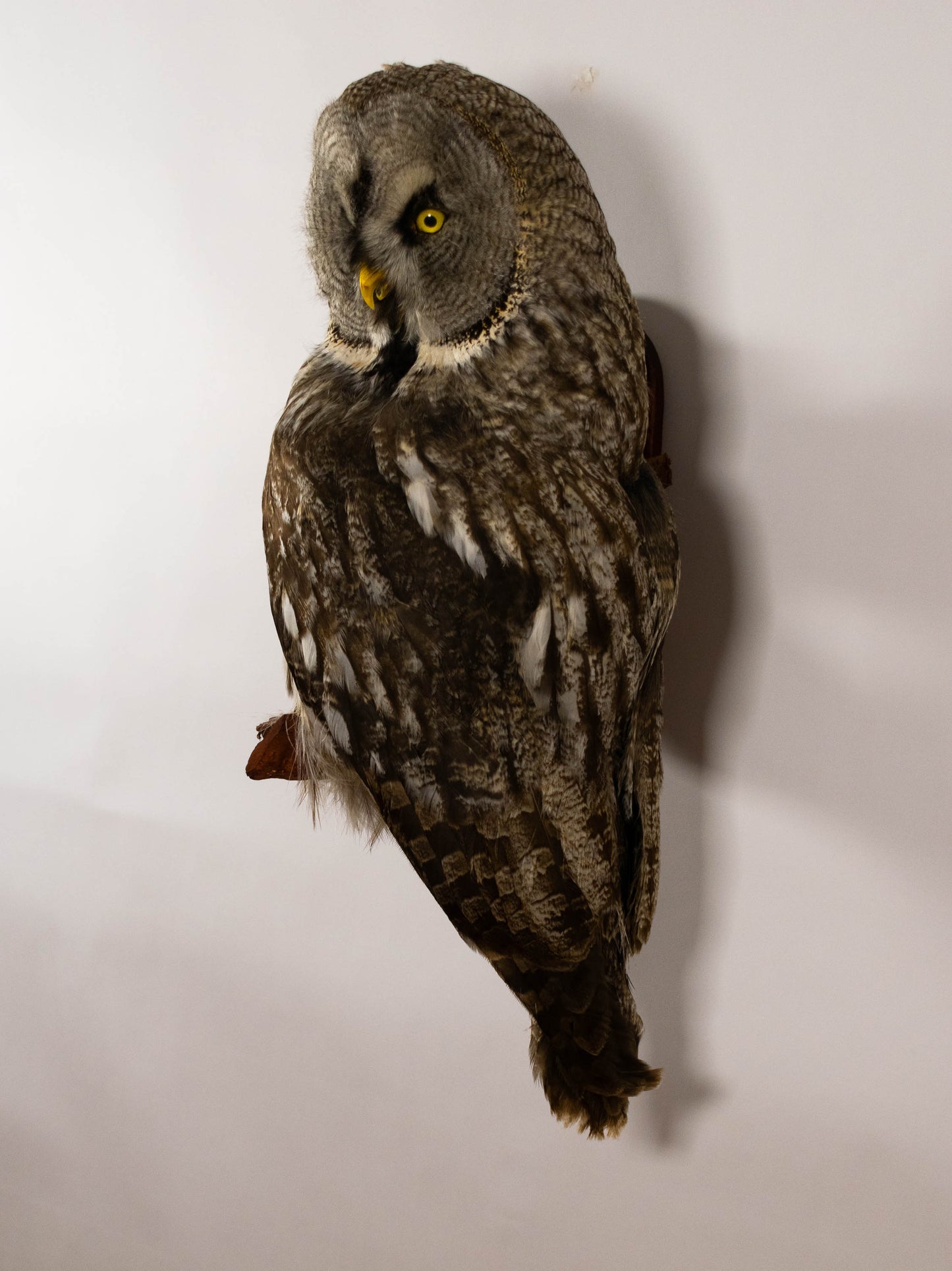 Great Gray Owl Taxidermy Wall Mount For Sale
