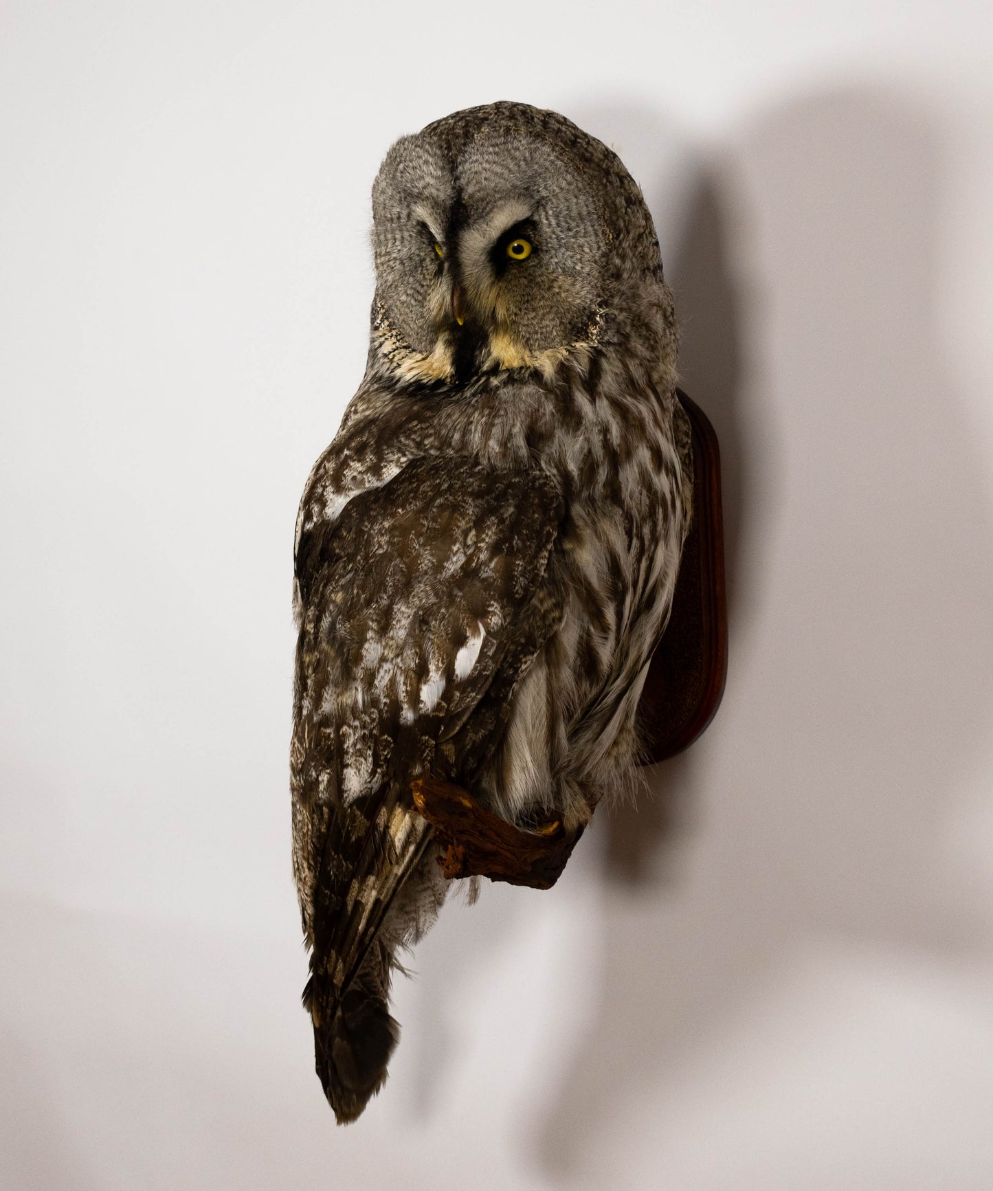 Great Gray Owl Taxidermy Wall Mount For Sale