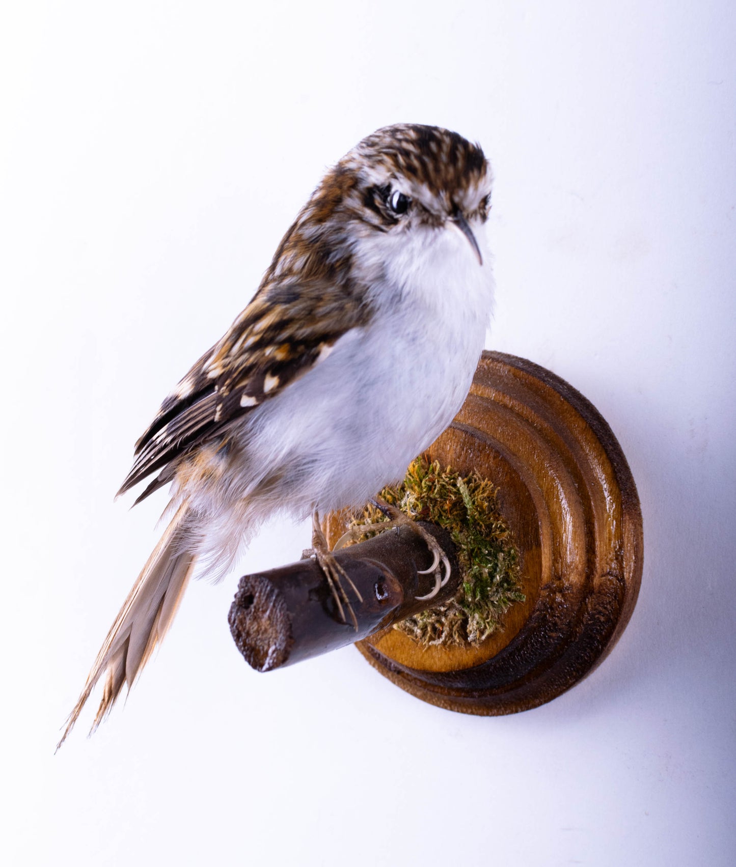 Treecreeper Taxidermy Wall Mount For Sale
