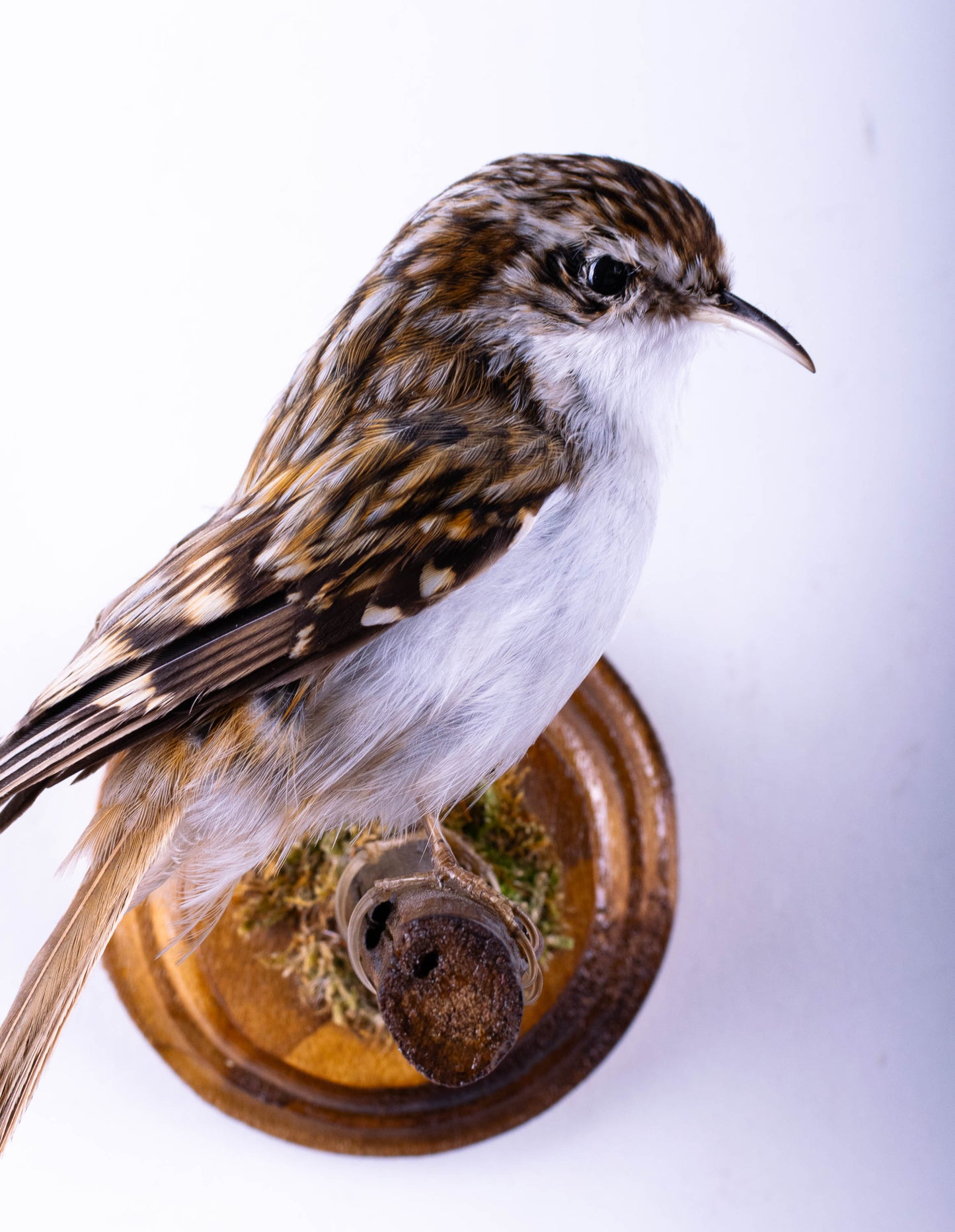 Treecreeper Taxidermy Wall Mount For Sale