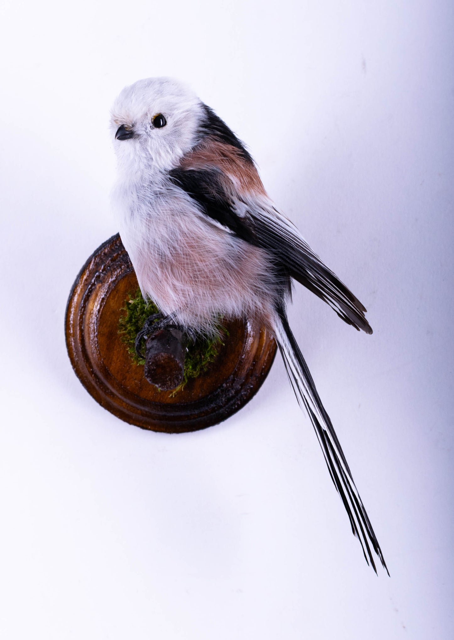 Long-tailed Bushtit Taxidermy Wall Mount For Sale