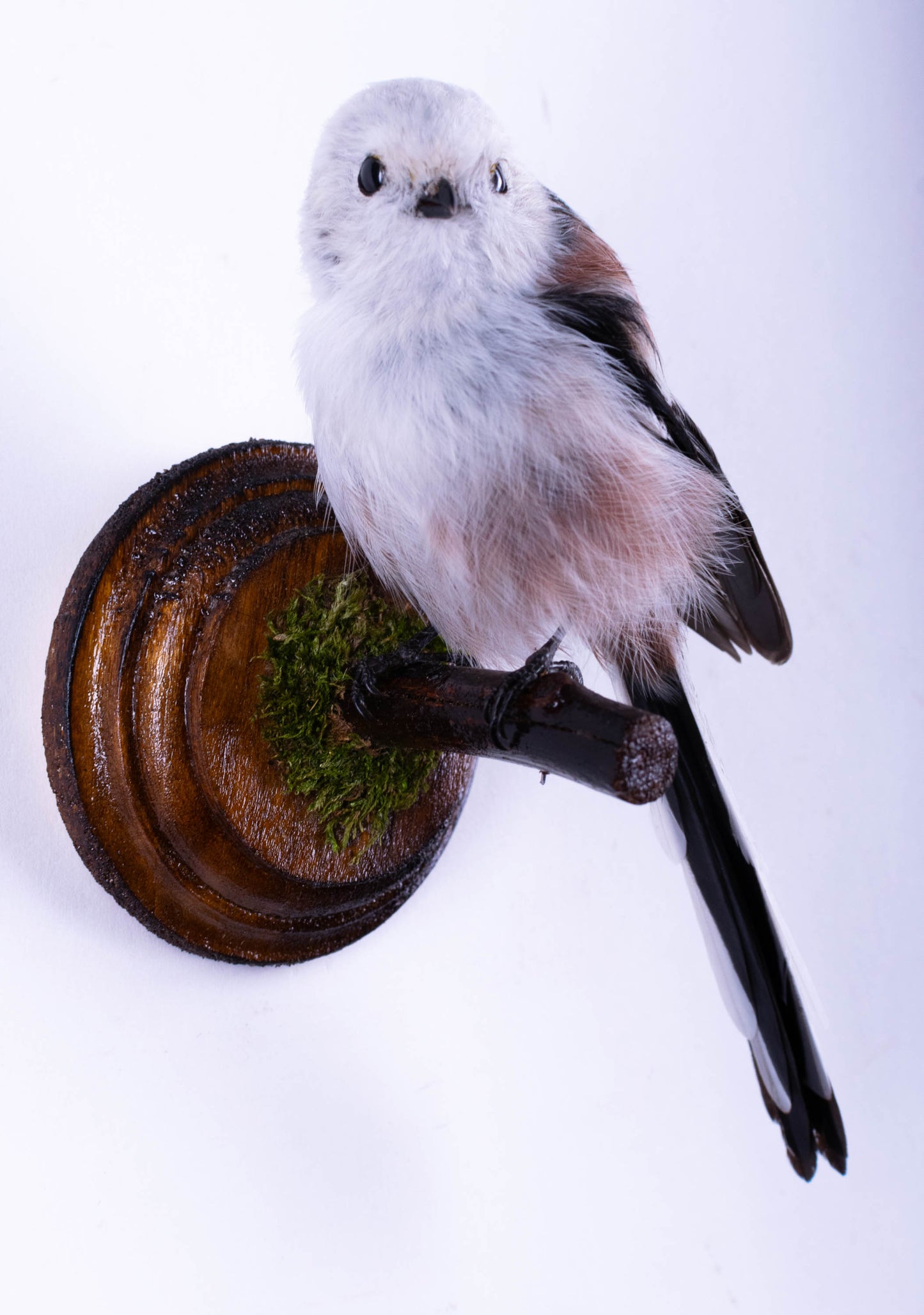 Long-tailed Bushtit Taxidermy Wall Mount For Sale