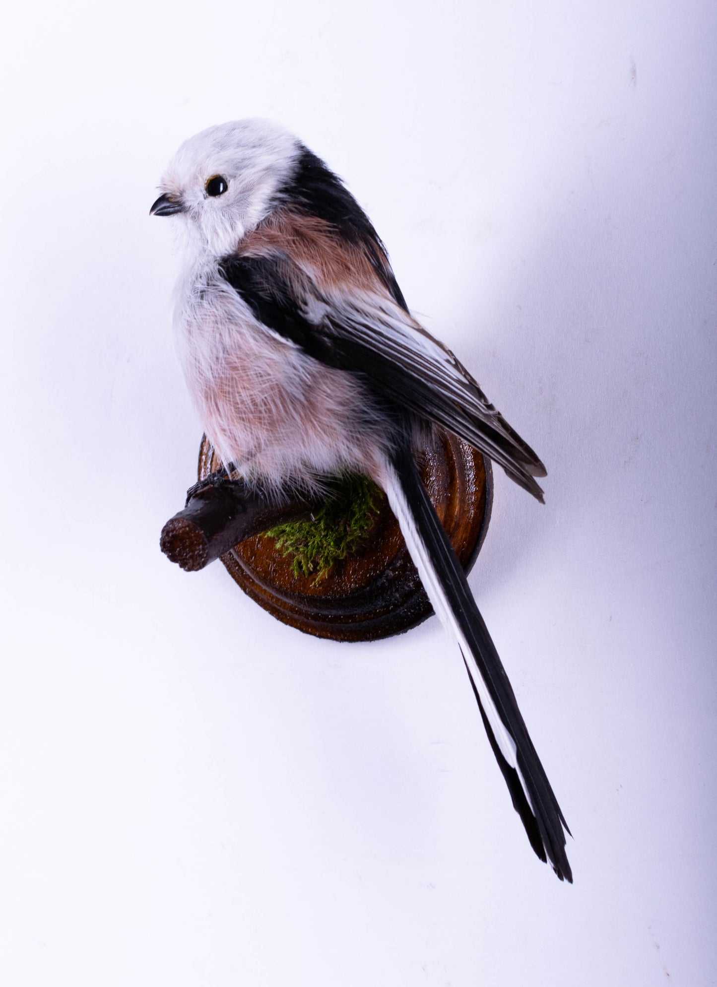 Long-tailed Bushtit Taxidermy Wall Mount For Sale