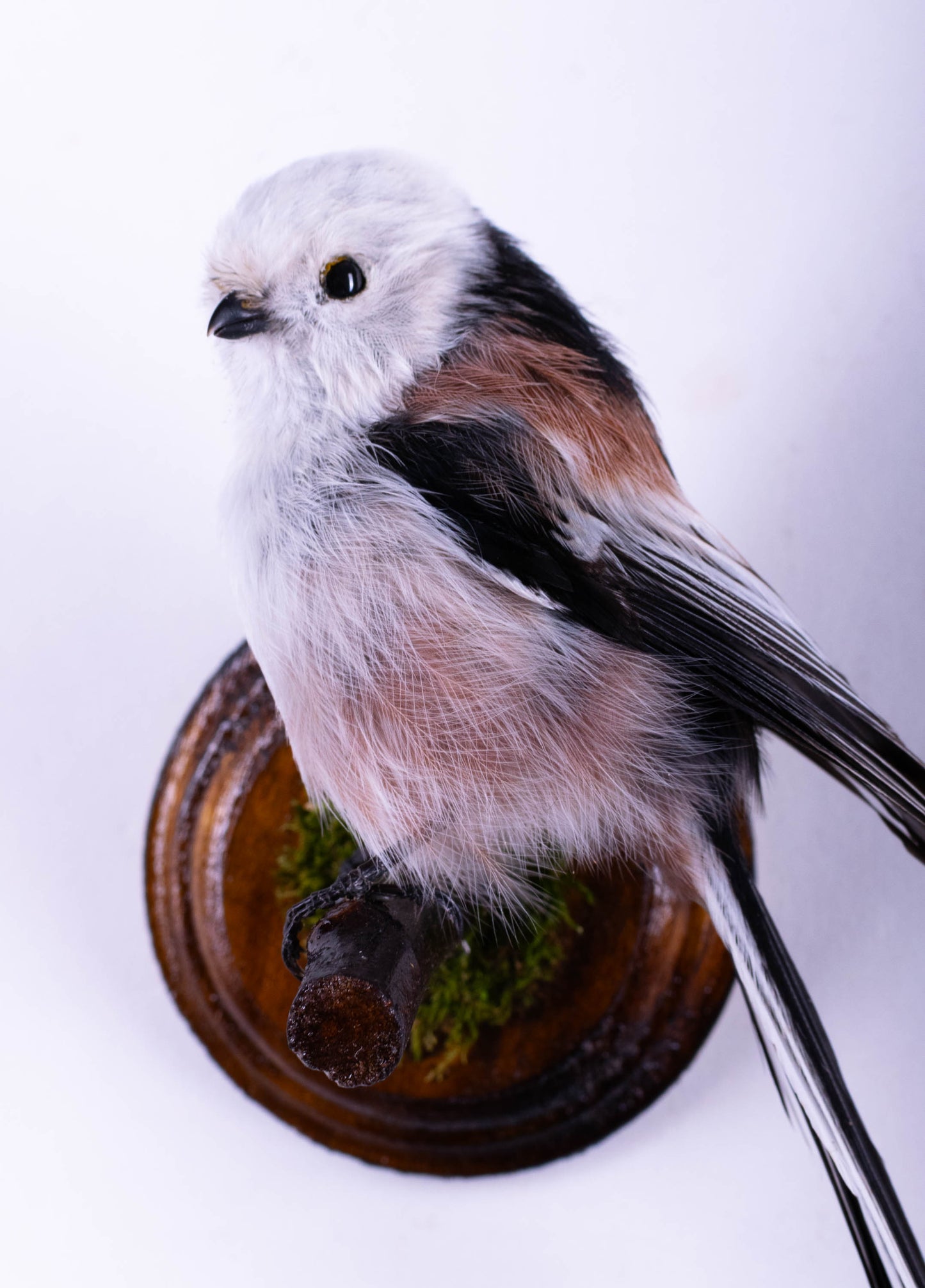 Long-tailed Bushtit Taxidermy Wall Mount For Sale