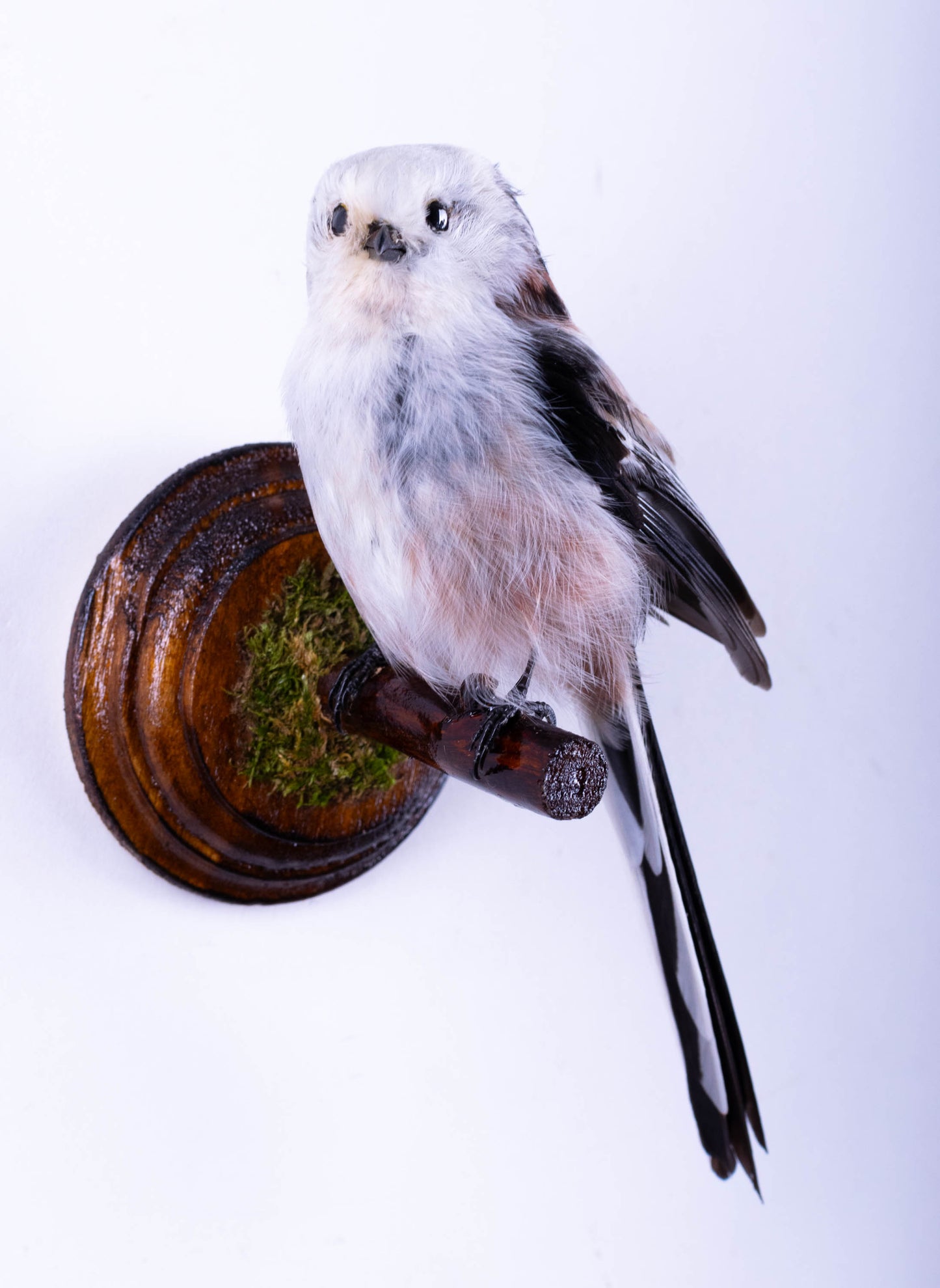 Long-tailed Bushtit Taxidermy Wall Mount For Sale