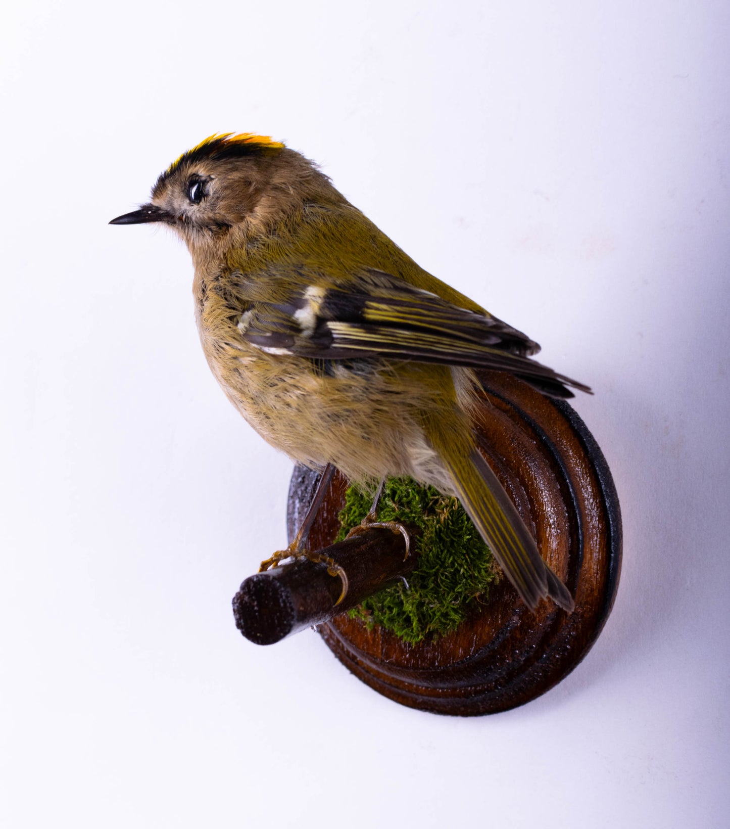Support mural de taxidermie de roitelet huppé à vendre
