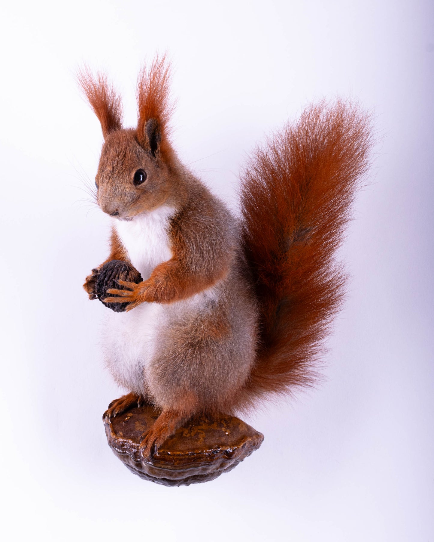 Taxidermie d'écureuil murale à vendre