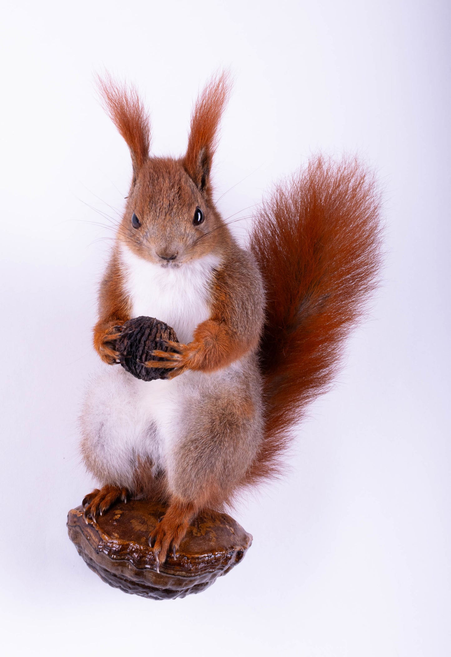Taxidermie d'écureuil murale à vendre