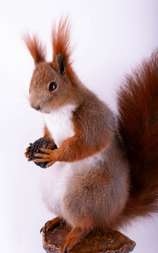 Taxidermie d'écureuil murale à vendre