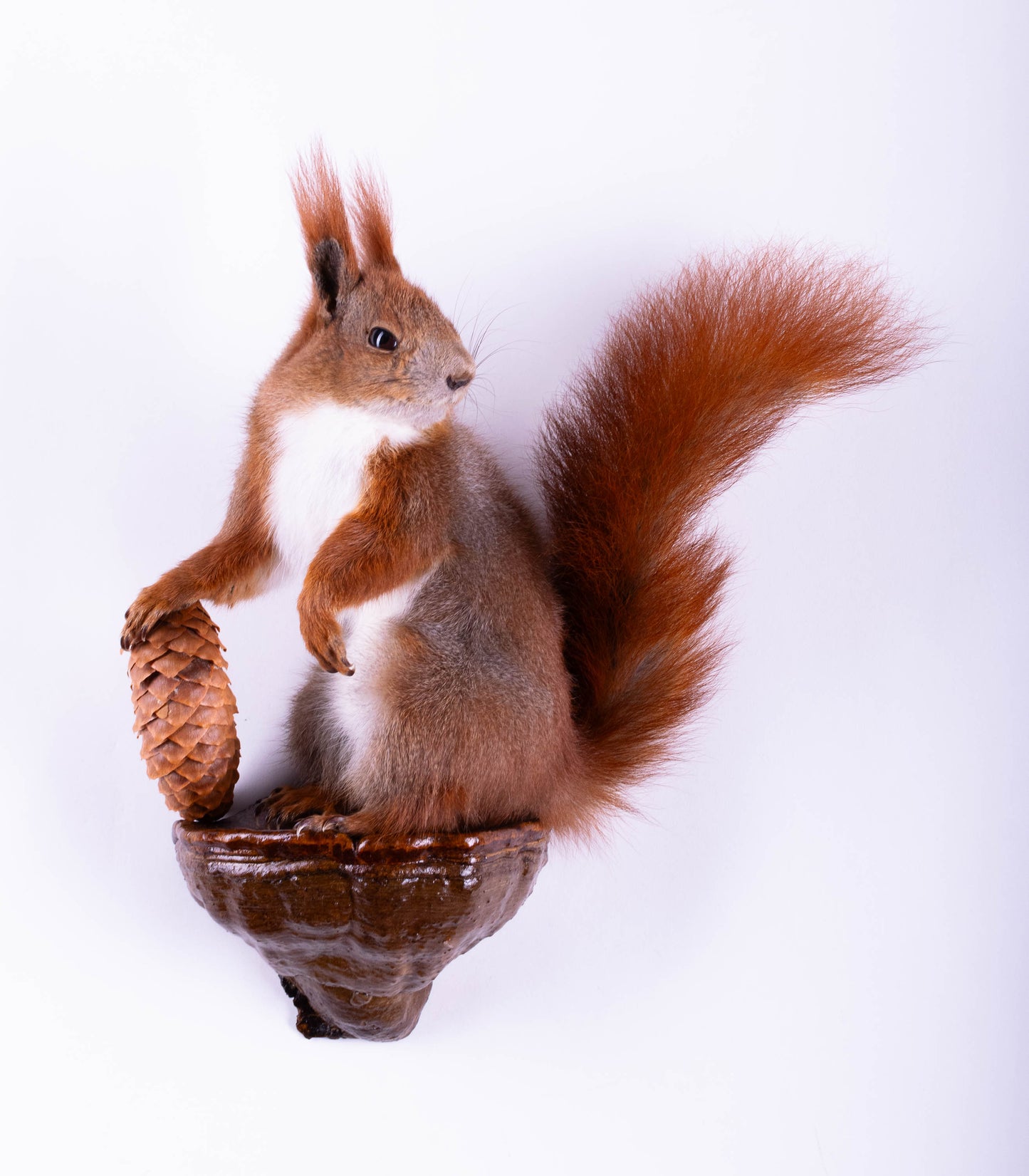Taxidermie d'écureuil murale à vendre