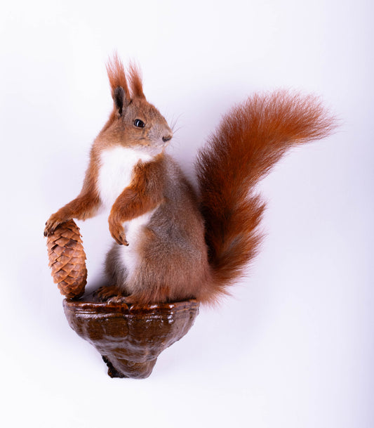 Taxidermie d'écureuil murale à vendre