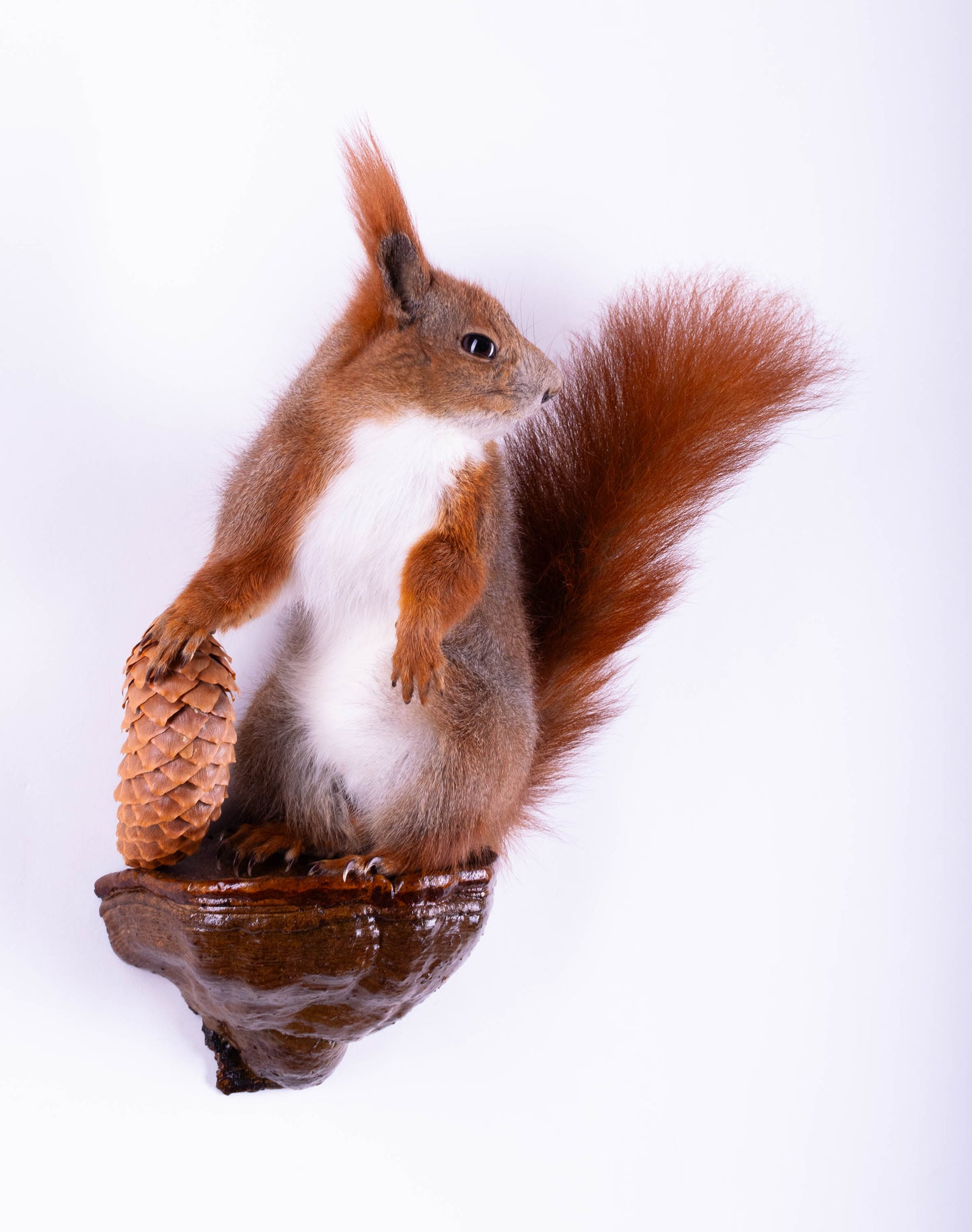 Taxidermie d'écureuil murale à vendre