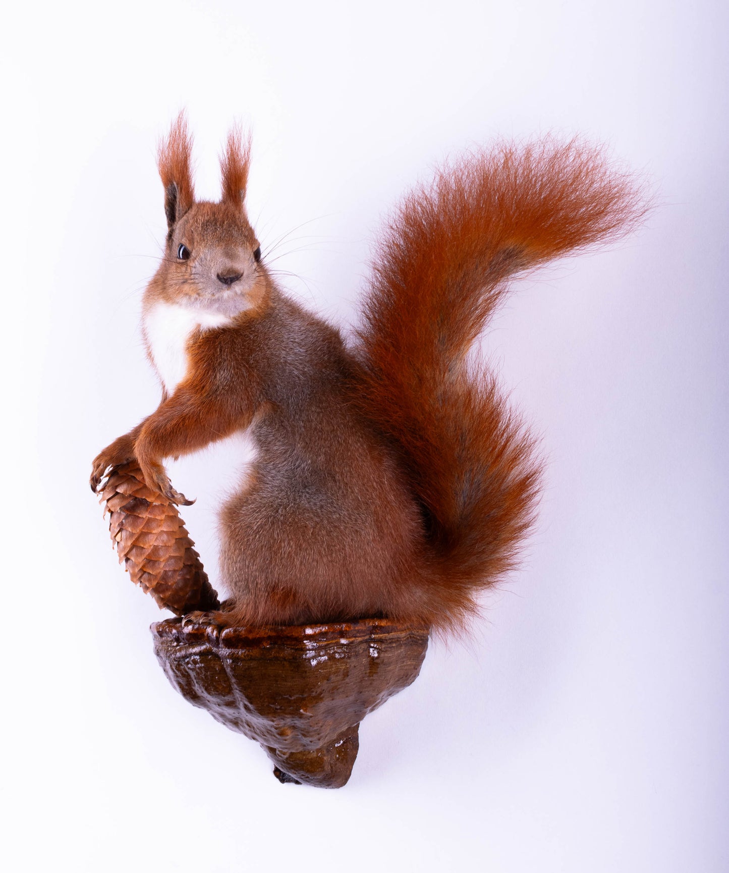 Taxidermie d'écureuil murale à vendre