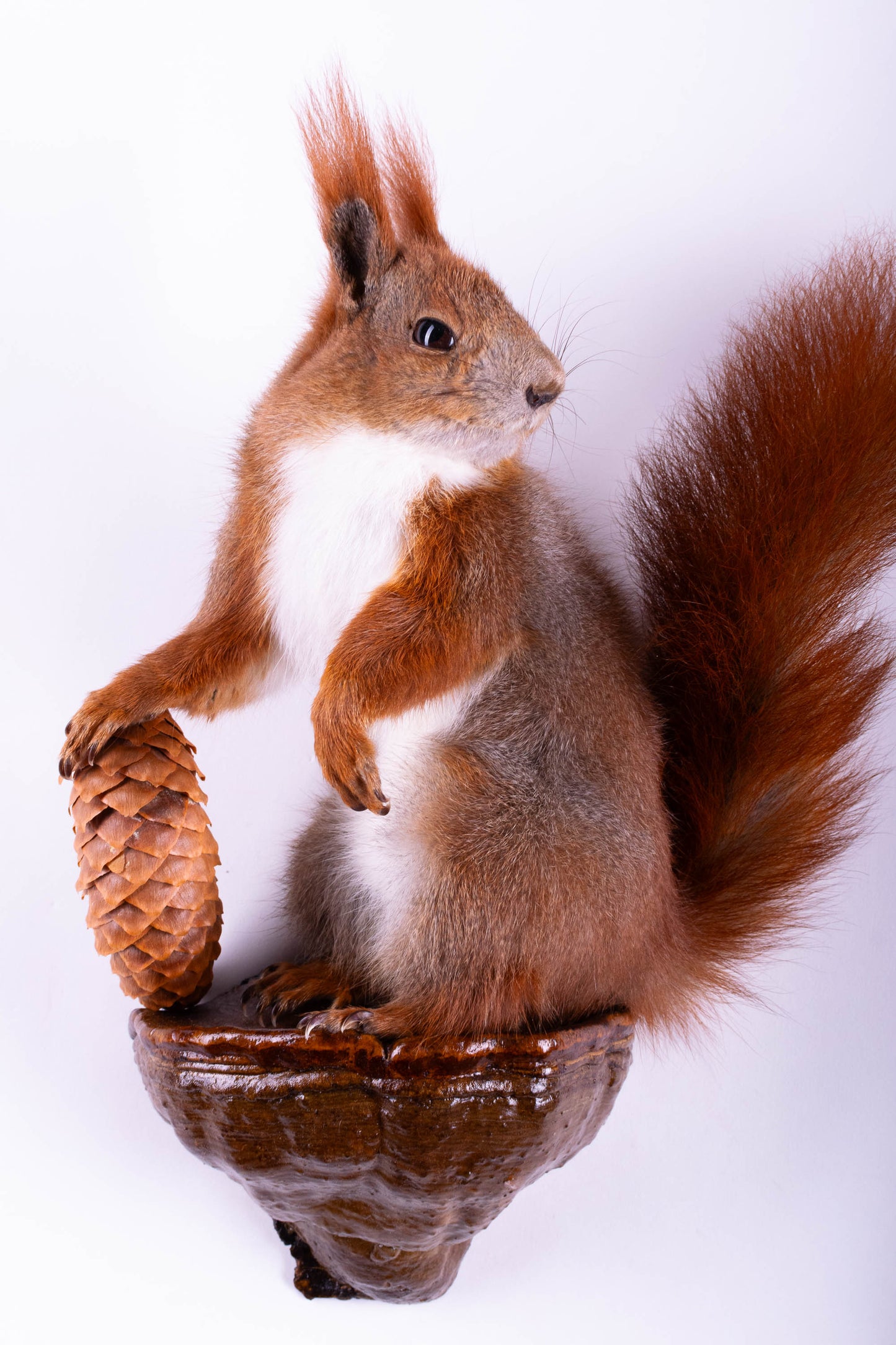 Taxidermie d'écureuil murale à vendre