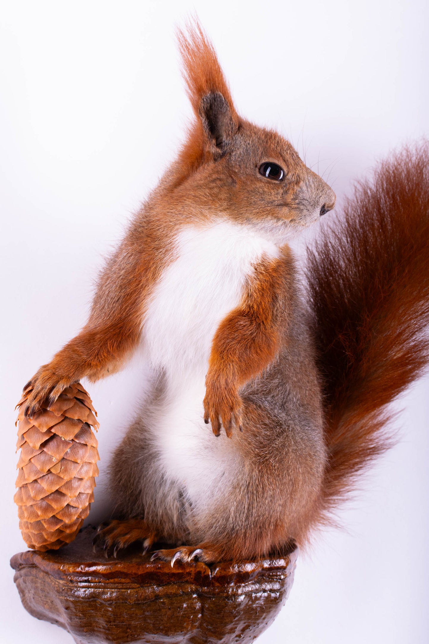 Taxidermie d'écureuil murale à vendre