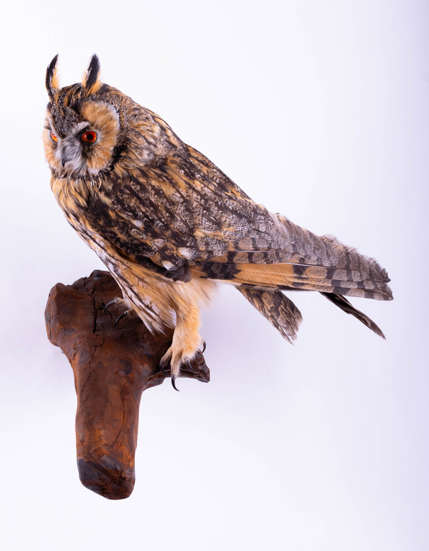 Hibou moyen-duc naturalisé pour fixation murale à vendre